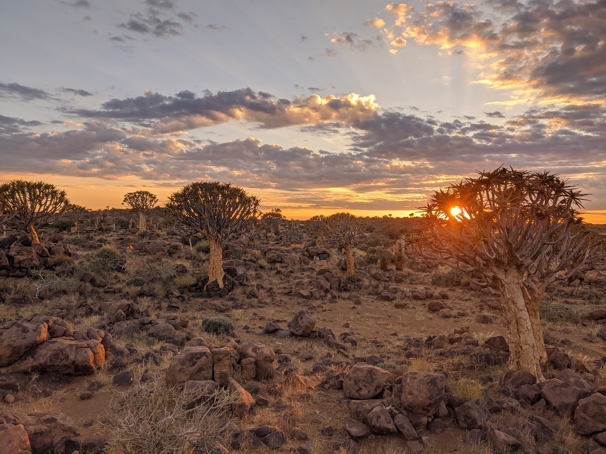 Quiver tree forest, Namibia - My, Africa, Namibia, South Africa, Mars, Venus, Travels, Longpost, , Quiver tree, Quiver tree