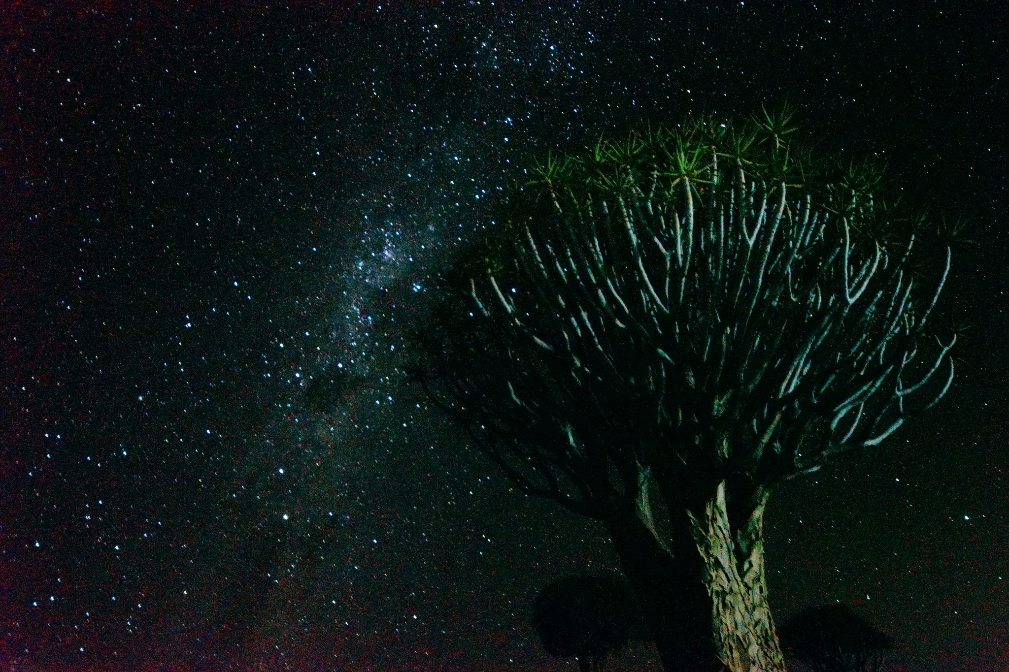 Quiver tree forest, Namibia - My, Africa, Namibia, South Africa, Mars, Venus, Travels, Longpost, , Quiver tree, Quiver tree