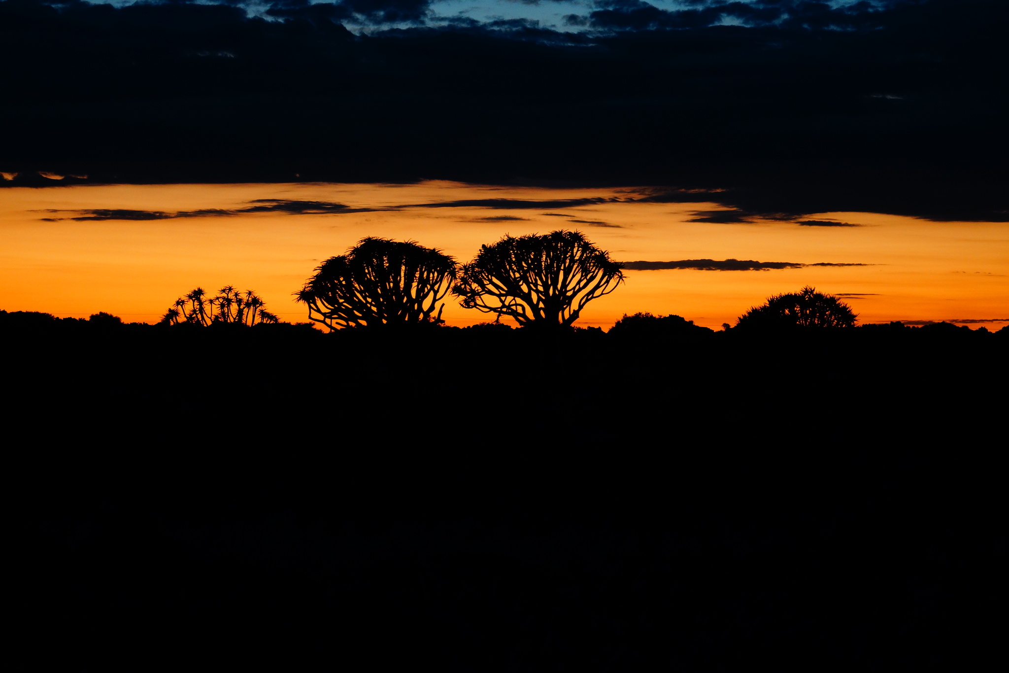 Quiver tree forest, Namibia - My, Africa, Namibia, South Africa, Mars, Venus, Travels, Longpost, , Quiver tree, Quiver tree