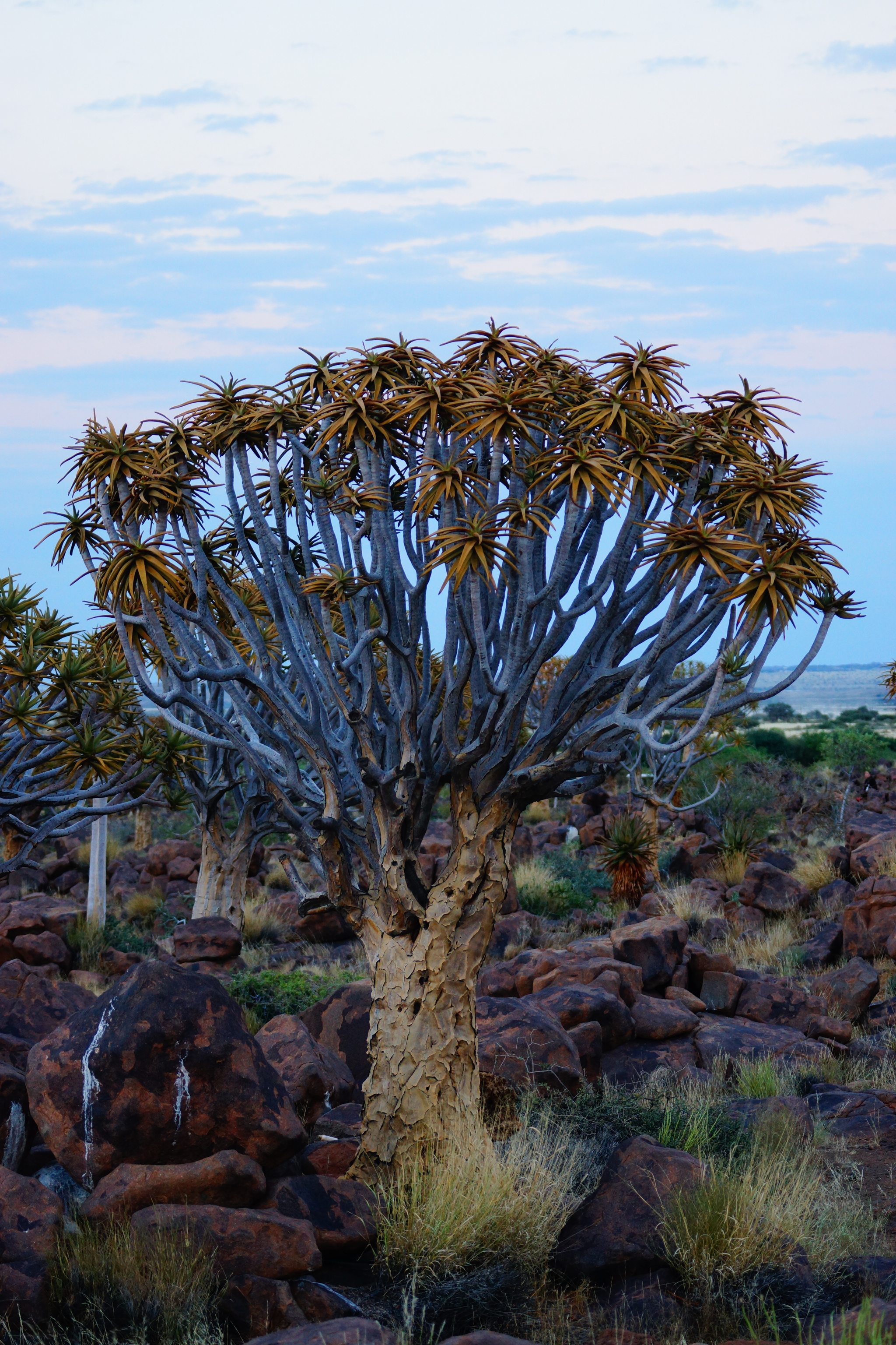 Quiver tree forest, Namibia - My, Africa, Namibia, South Africa, Mars, Venus, Travels, Longpost, , Quiver tree, Quiver tree