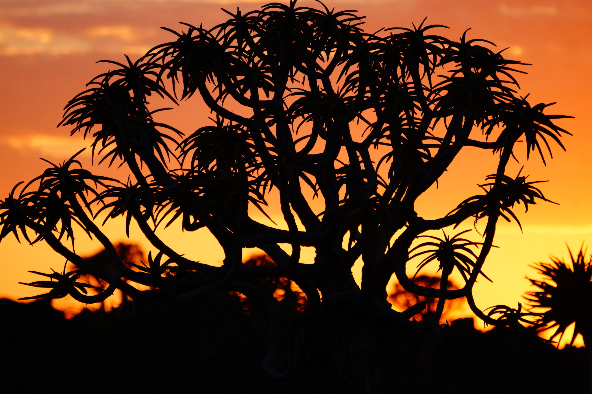 Quiver tree forest, Namibia - My, Africa, Namibia, South Africa, Mars, Venus, Travels, Longpost, , Quiver tree, Quiver tree