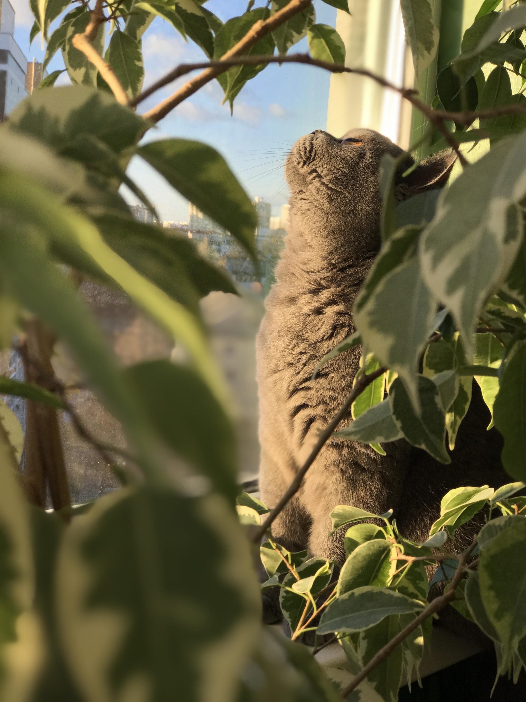 Lana - My, cat, Window, Ficus, British Shorthair, Pets, Fluffy, 