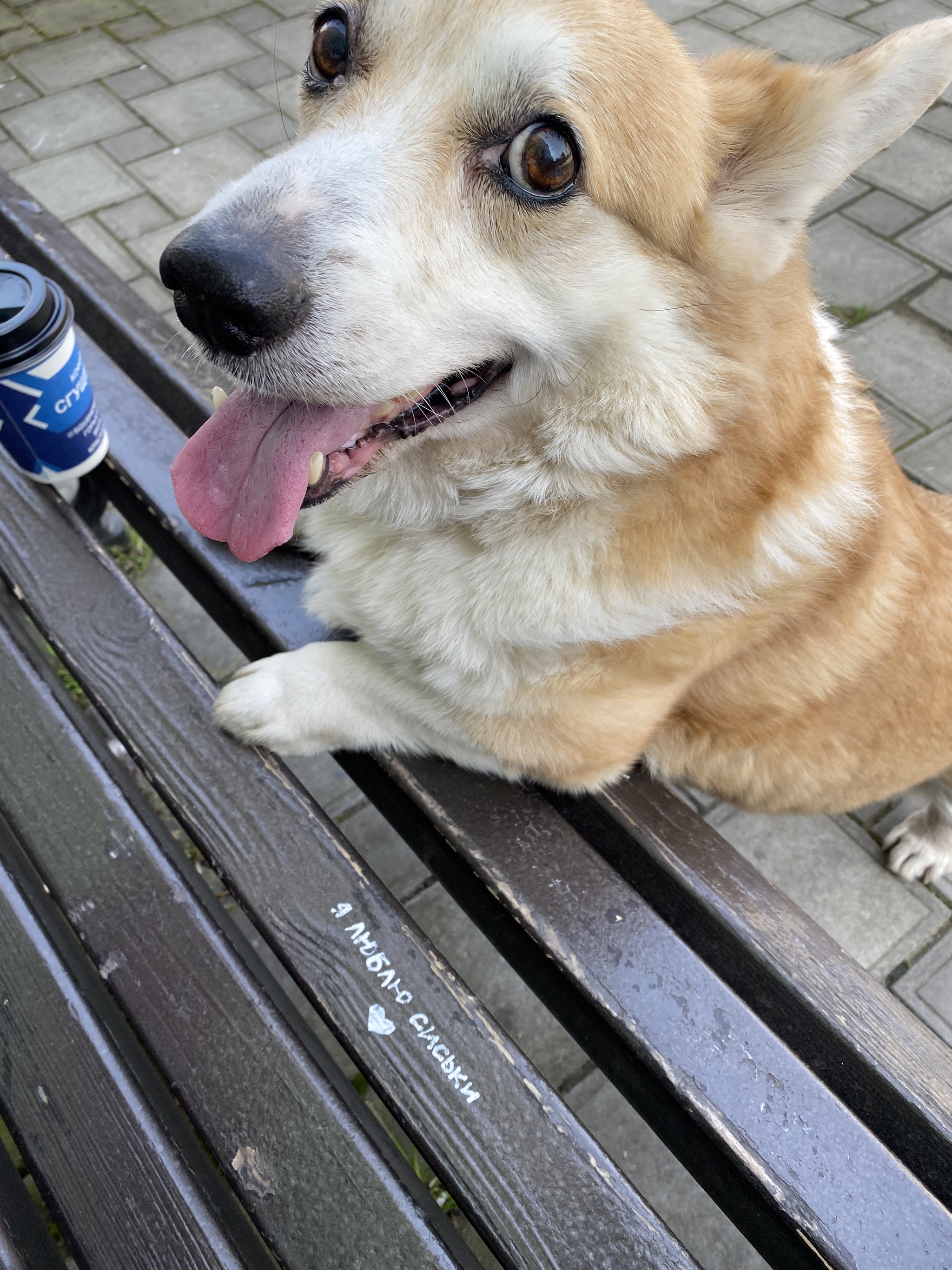 Walk with a motto - My, Corgi, Krasnodar, City walk, Suddenly, , Dog, Coffee, Bench, Inscription