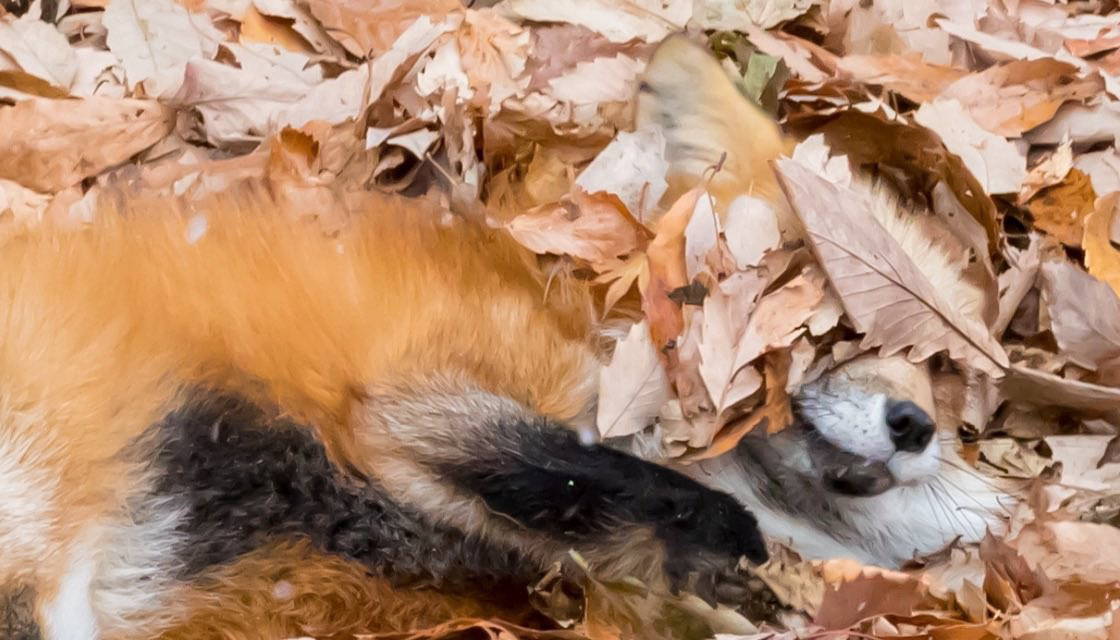 Perfect disguise ^.^ - The photo, Animals, Fox, 