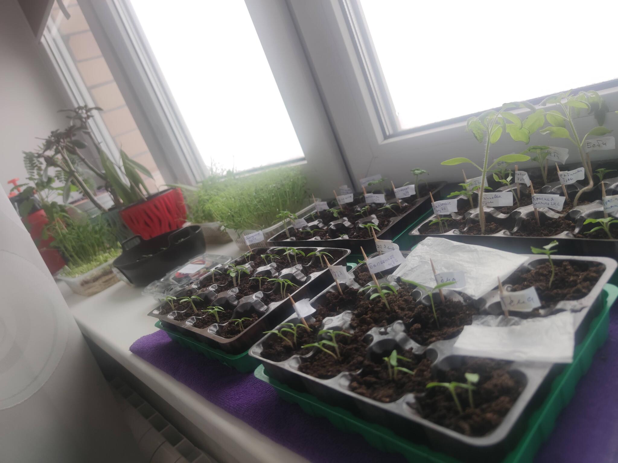 Tomatoes in the apartment. New - My, Pepper, Hobby, Tomatoes, Vegetable garden on the windowsill, Vegetable garden in the city, Microgreens, Housewife, Boasting, Seedling, Basil, Longpost, 