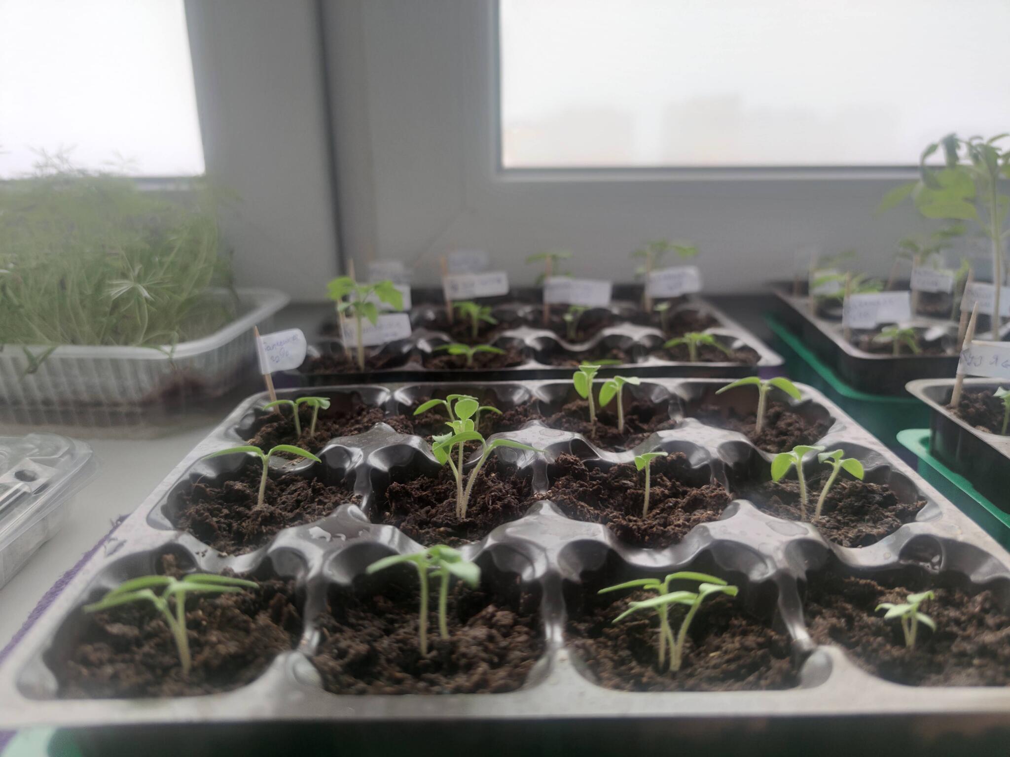 Tomatoes in the apartment. New - My, Pepper, Hobby, Tomatoes, Vegetable garden on the windowsill, Vegetable garden in the city, Microgreens, Housewife, Boasting, Seedling, Basil, Longpost, 