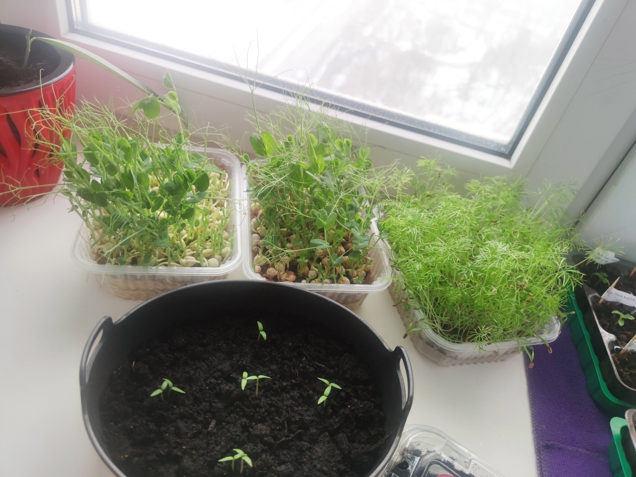 Tomatoes in the apartment. New - My, Pepper, Hobby, Tomatoes, Vegetable garden on the windowsill, Vegetable garden in the city, Microgreens, Housewife, Boasting, Seedling, Basil, Longpost, 