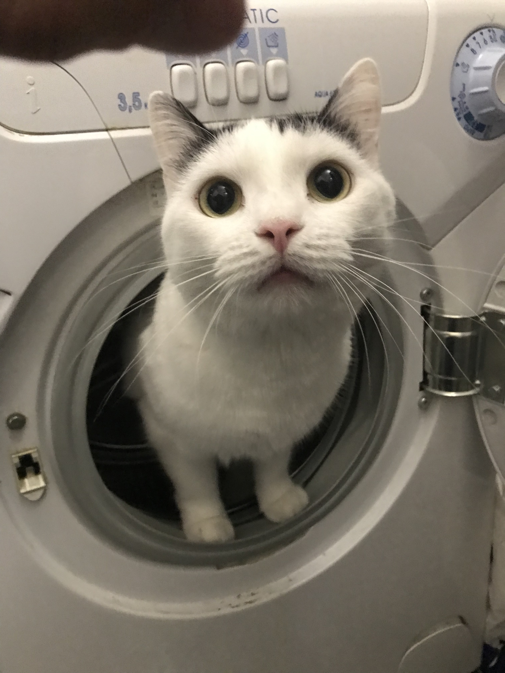 Shaggy Cosmonaut - My, cat, Washing machine, 