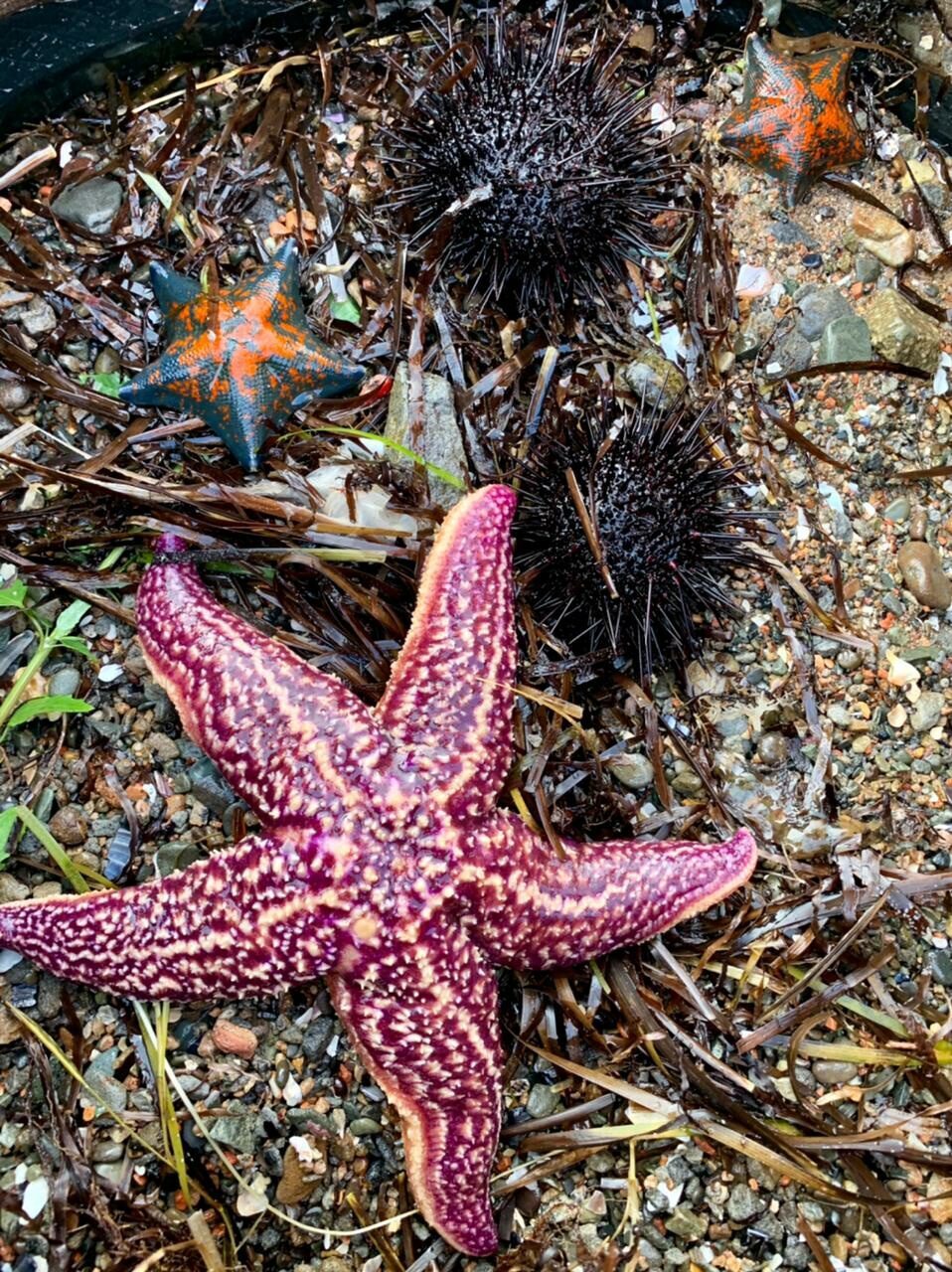 Pikabu Power, we need your help! - The strength of the Peekaboo, Ecology, Sea, Primorsky Krai, Vladivostok, Russian island, Longpost, Video, Vertical video, , No rating