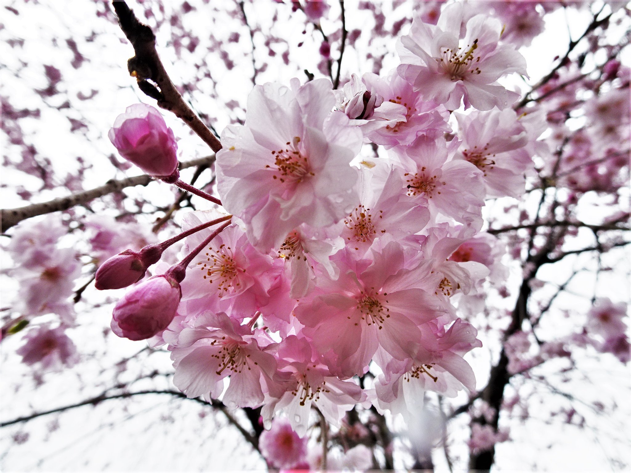 Sakura Blossom Photos - 100 Beautiful Pictures For Free