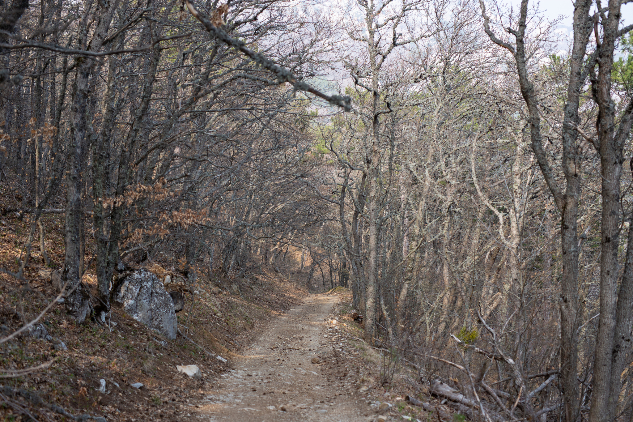 Crimea wakes up after winter - My, Travels, Hike, Crimea, The mountains, Nature, Tourism, Travel across Russia, Psychology, Mountain tourism, Туристы, The nature of Russia, Black Sea, Vacation, Longpost, 