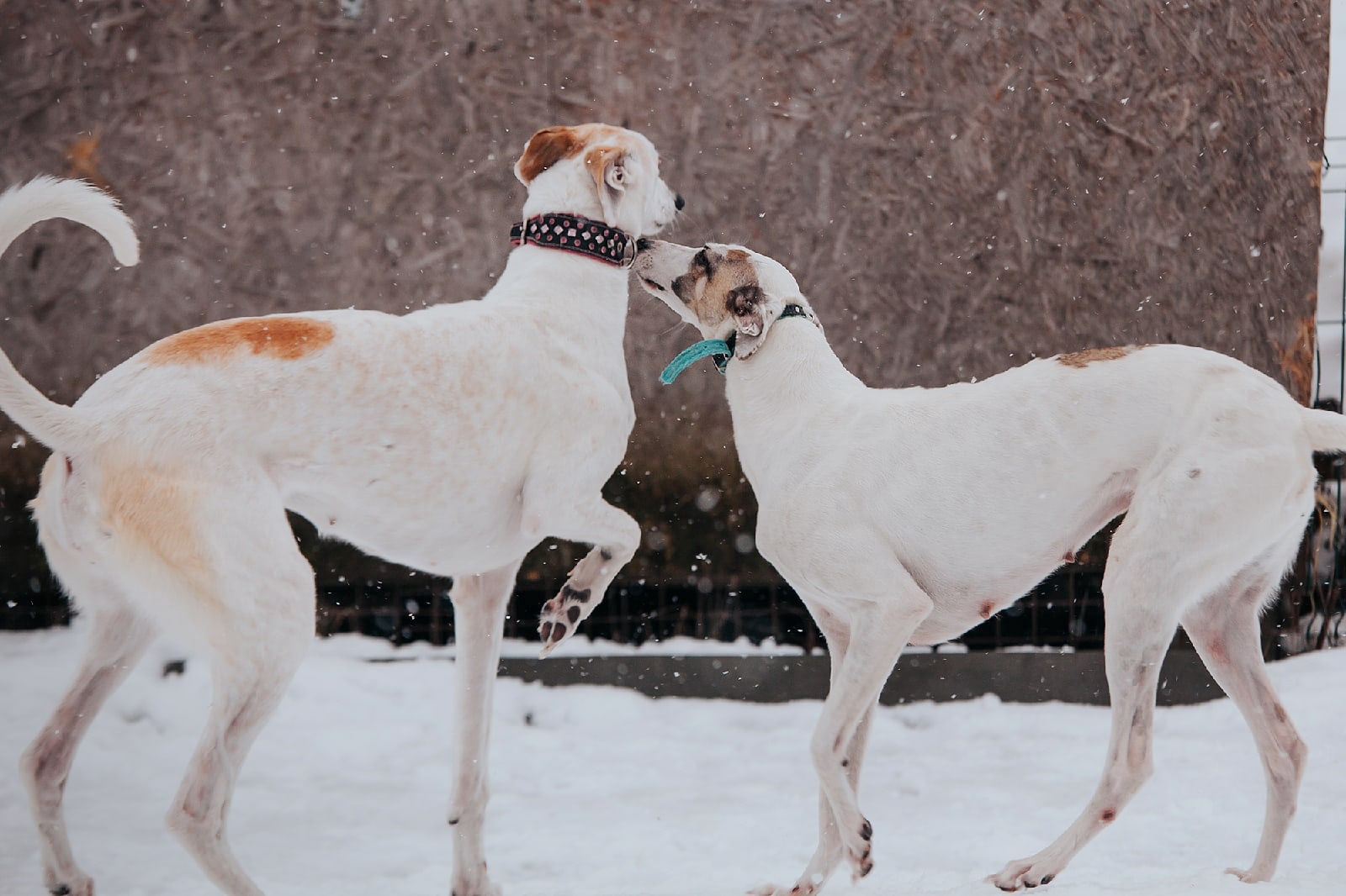 Greyhound and Large Dogs Assistance Group. Weekly news pikabu.monster