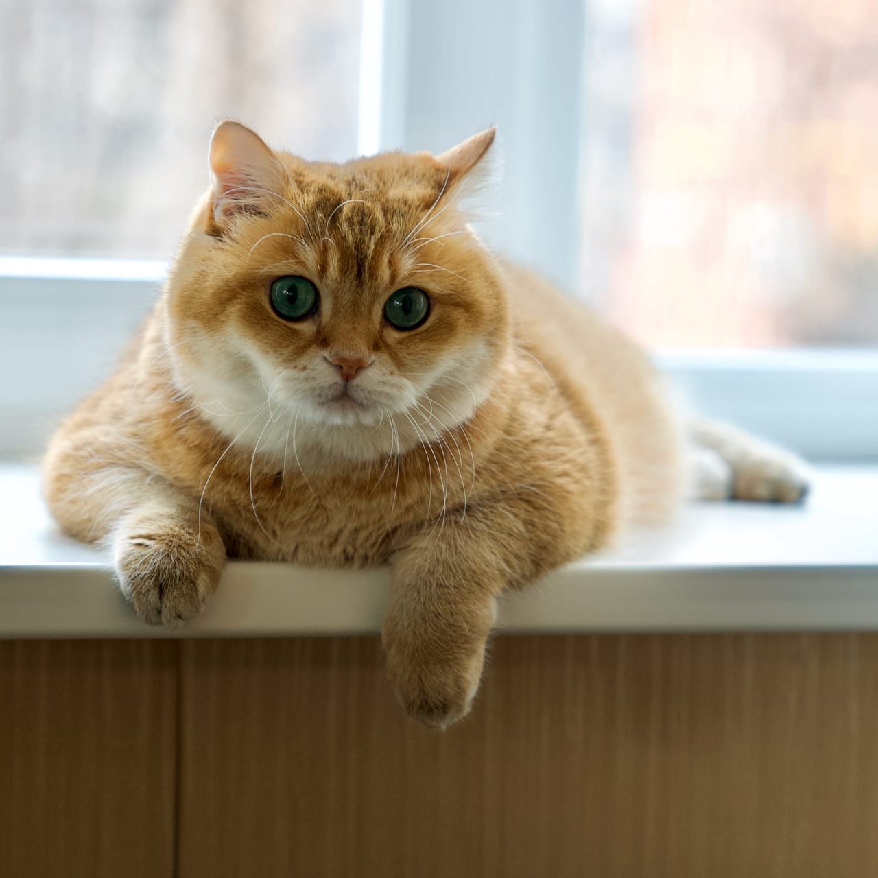 Просто толстый котик | Пикабу