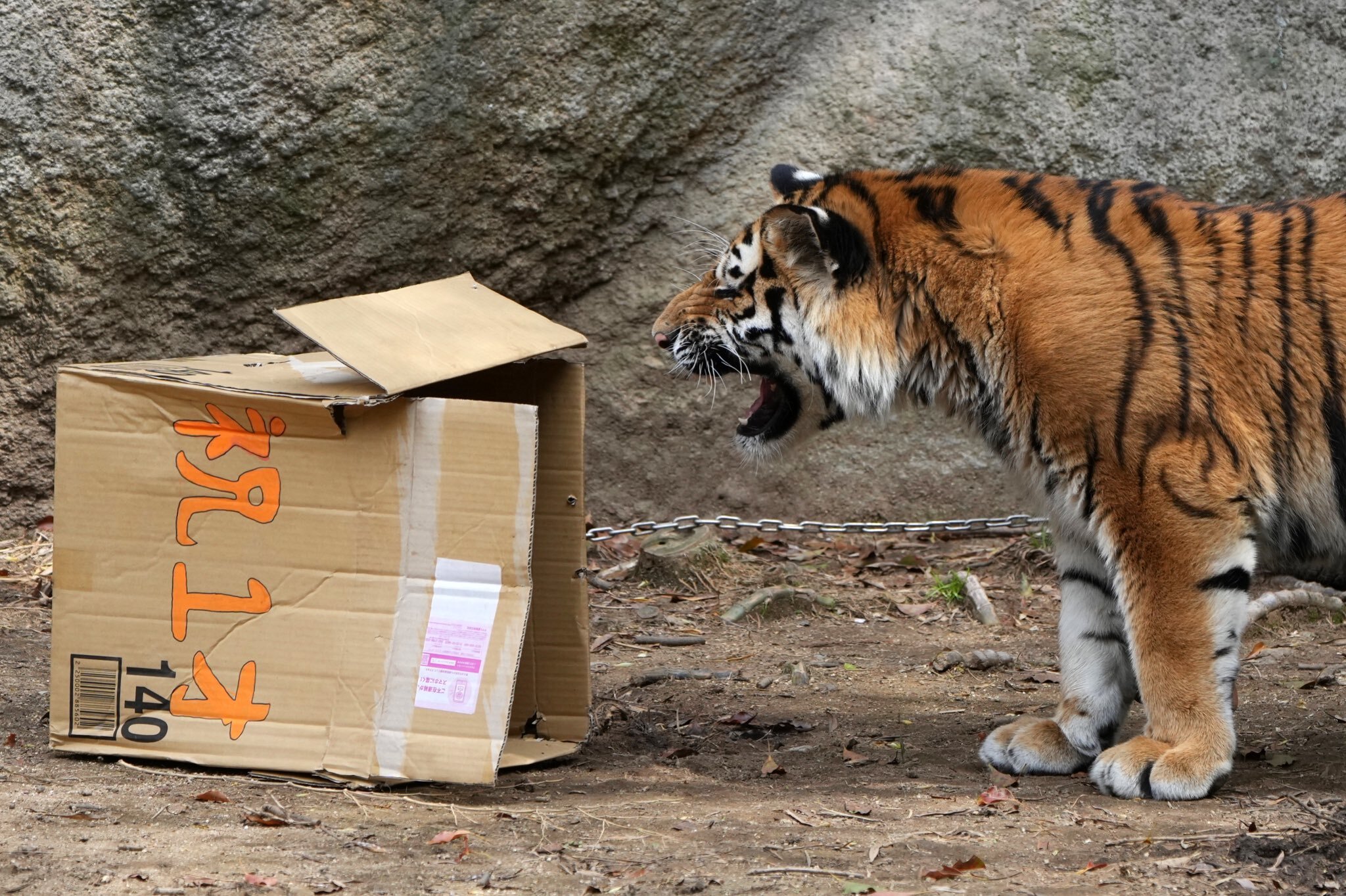 Where did the boxes come from? Questionably... - Tiger, Amur tiger, Tiger cubs, Big cats, Cat family, Wild animals, Predatory animals, Milota, Zoo, Shizuoka, Honshu, Japan, Positive, Redheads, Longpost, Box, 