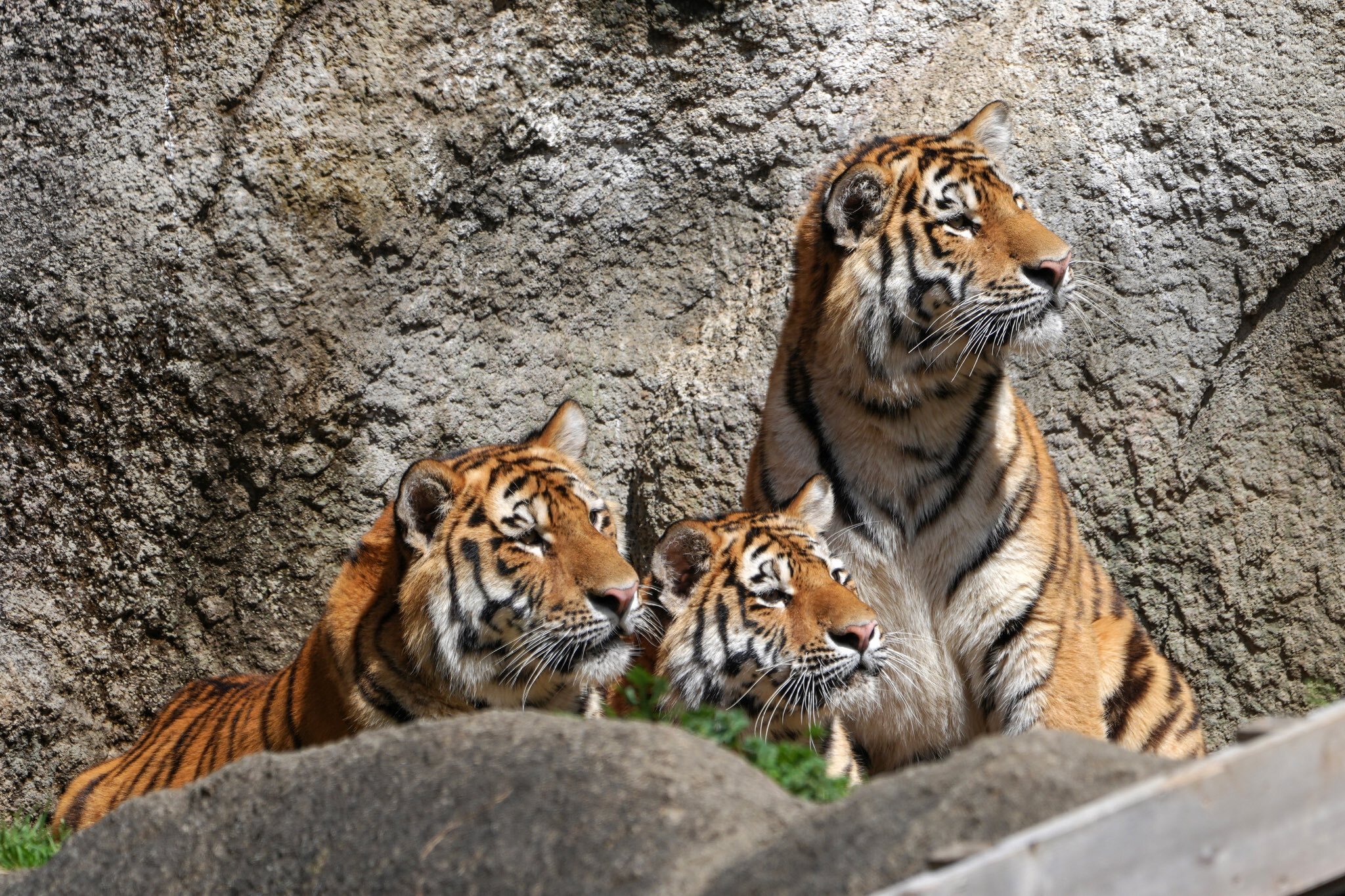 Where did the boxes come from? Questionably... - Tiger, Amur tiger, Tiger cubs, Big cats, Cat family, Wild animals, Predatory animals, Milota, Zoo, Shizuoka, Honshu, Japan, Positive, Redheads, Longpost, Box, 