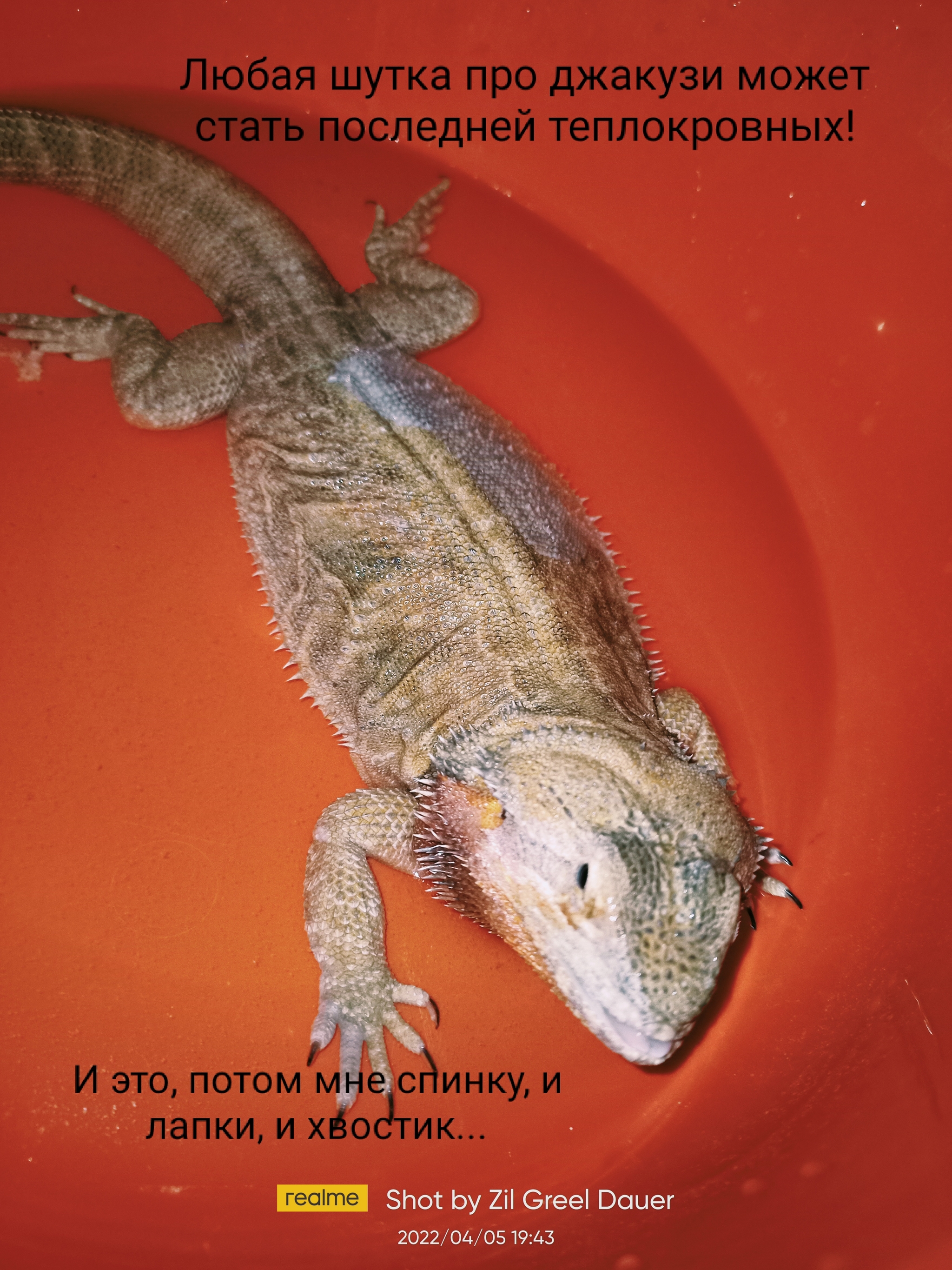 From the Life of Cassie 23 - My, Bearded dragon, Reptiles at home, Lizard, Agama, 