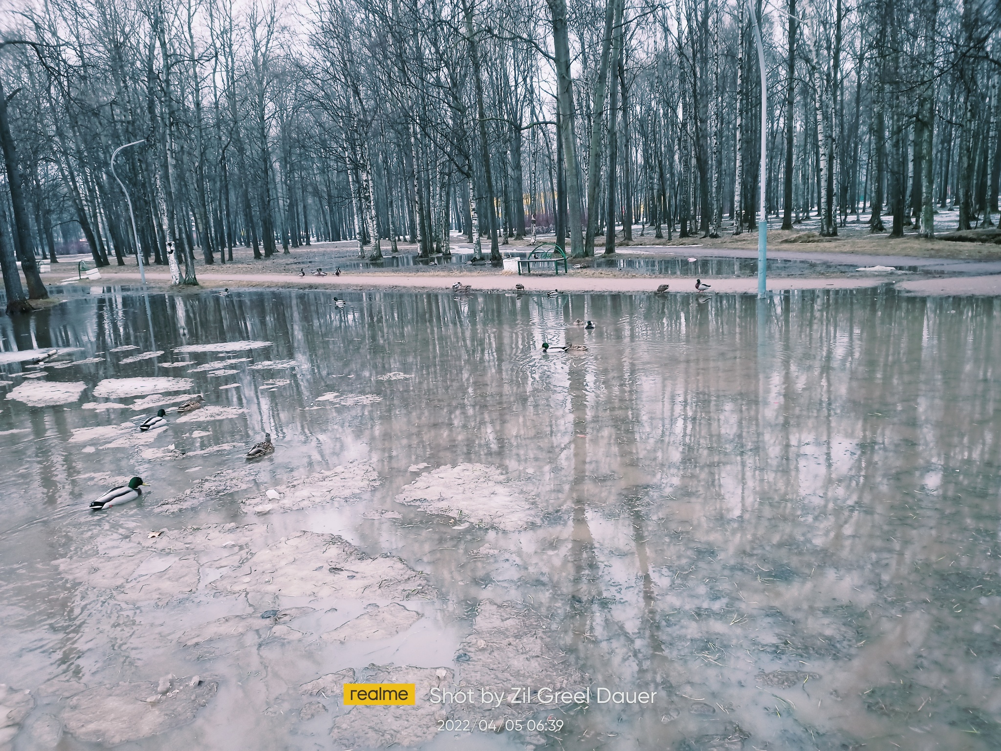 Утро. Утки. СПБ. Есенинский | Пикабу