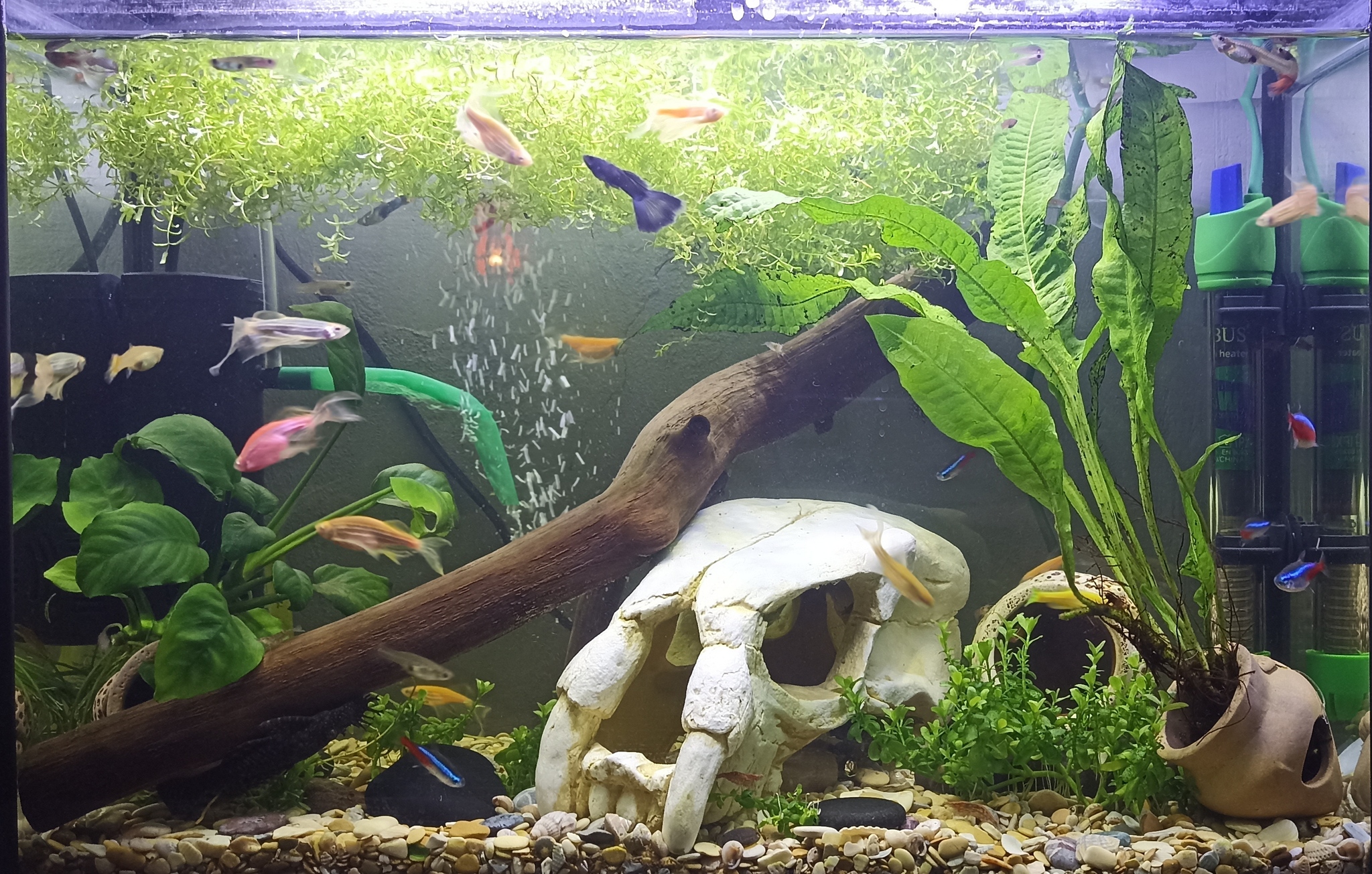 I ask for the advice of aquarists - My, Aquarium, No rating, Longpost, 