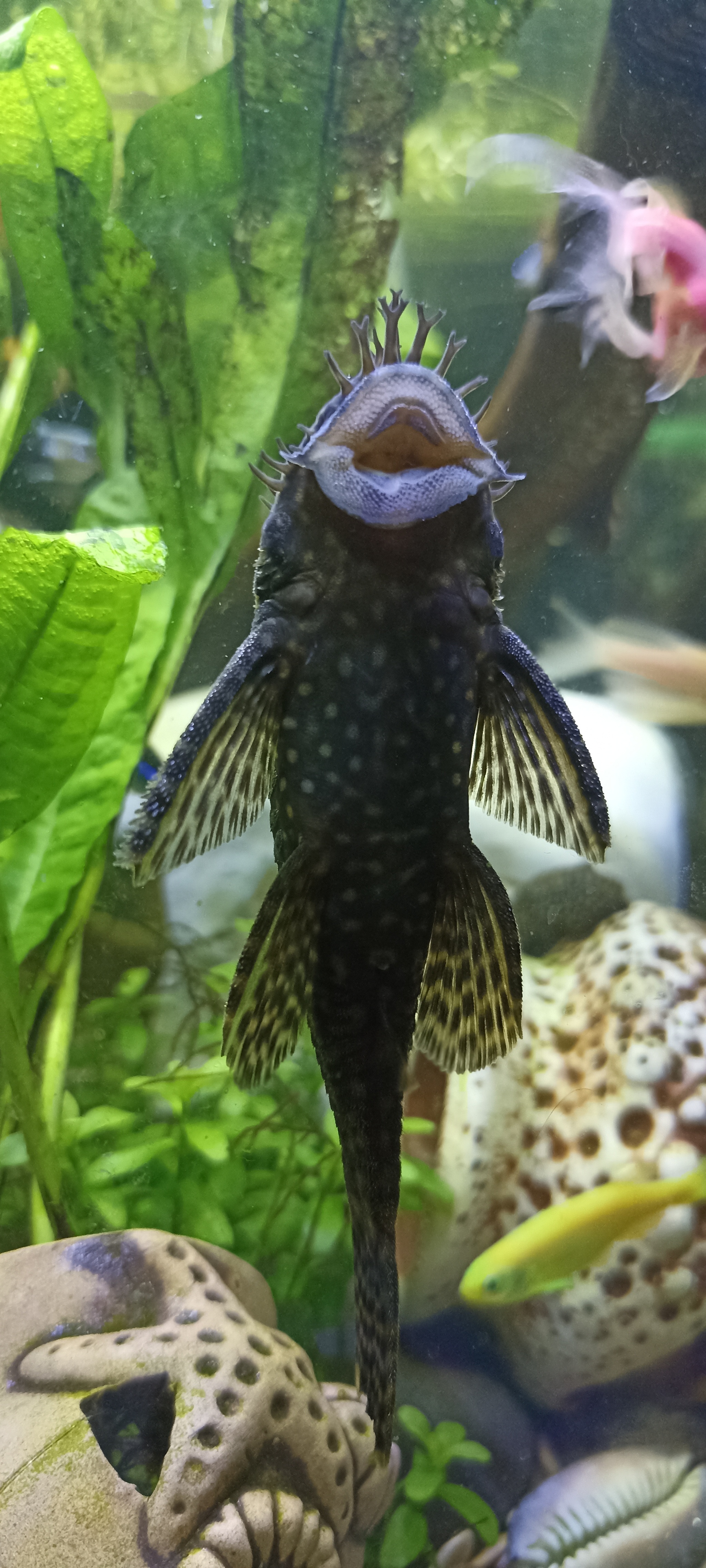 I ask for the advice of aquarists - My, Aquarium, No rating, Longpost, 