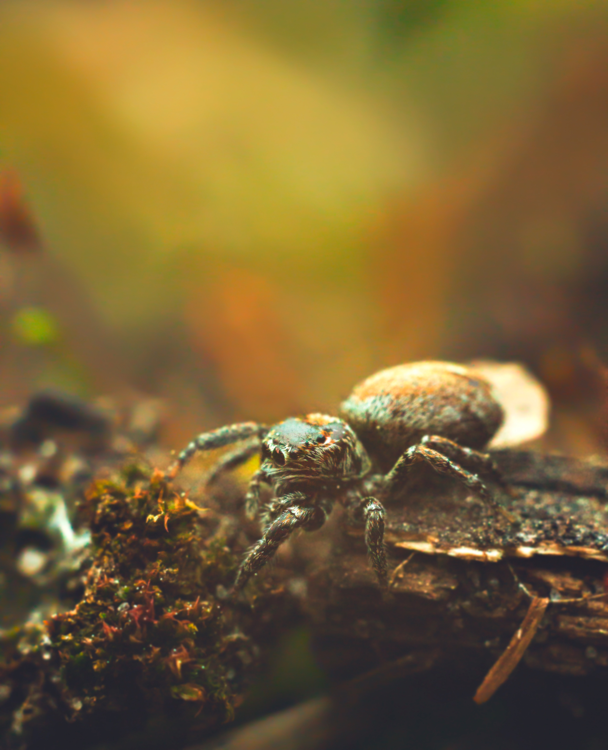 Pavuk-horse) - My, Jumping spider, Forest, Nature, Canon, Spring, The photo, Longpost, Spider, 