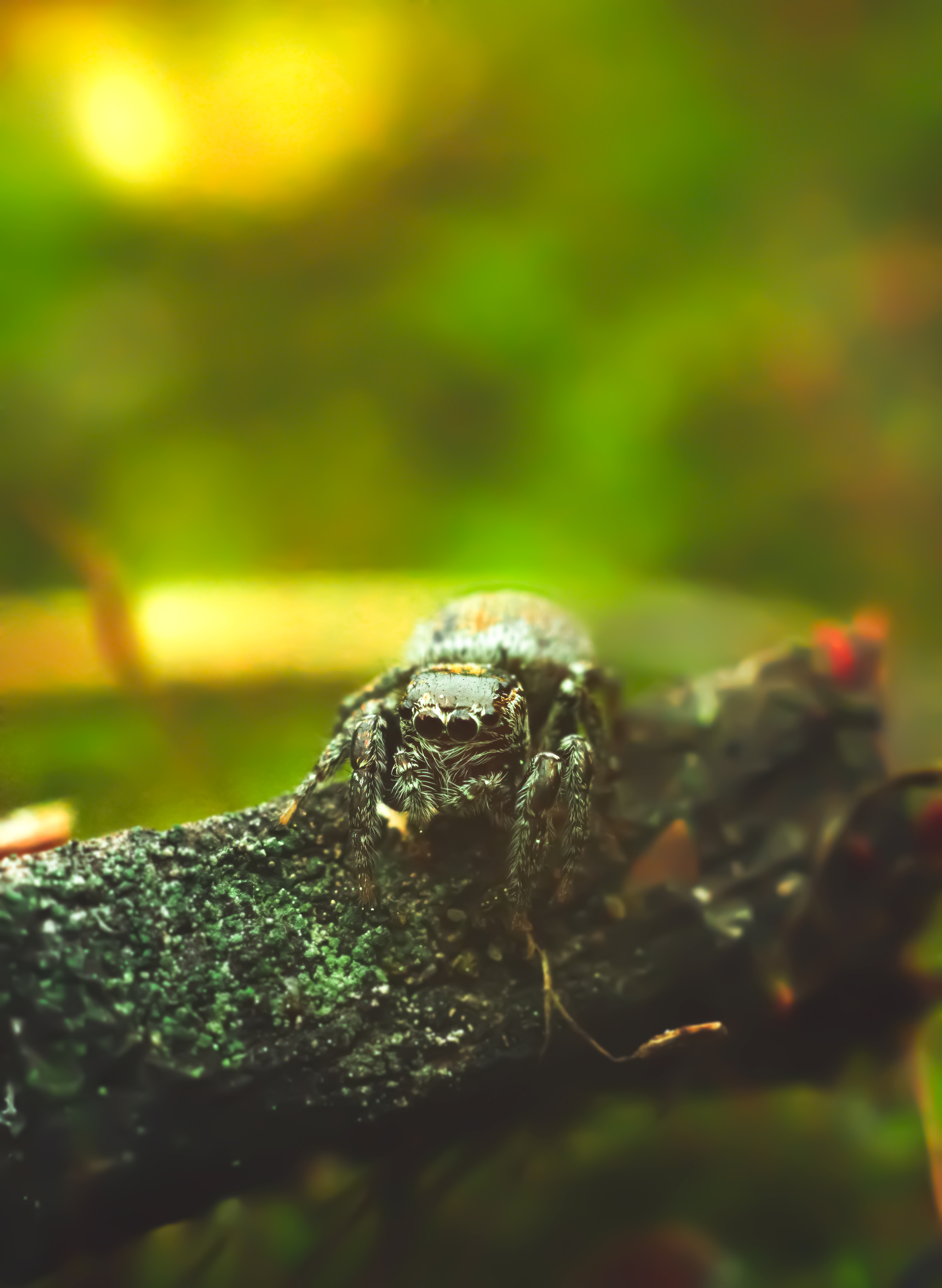 Pavuk-horse) - My, Jumping spider, Forest, Nature, Canon, Spring, The photo, Longpost, Spider, 