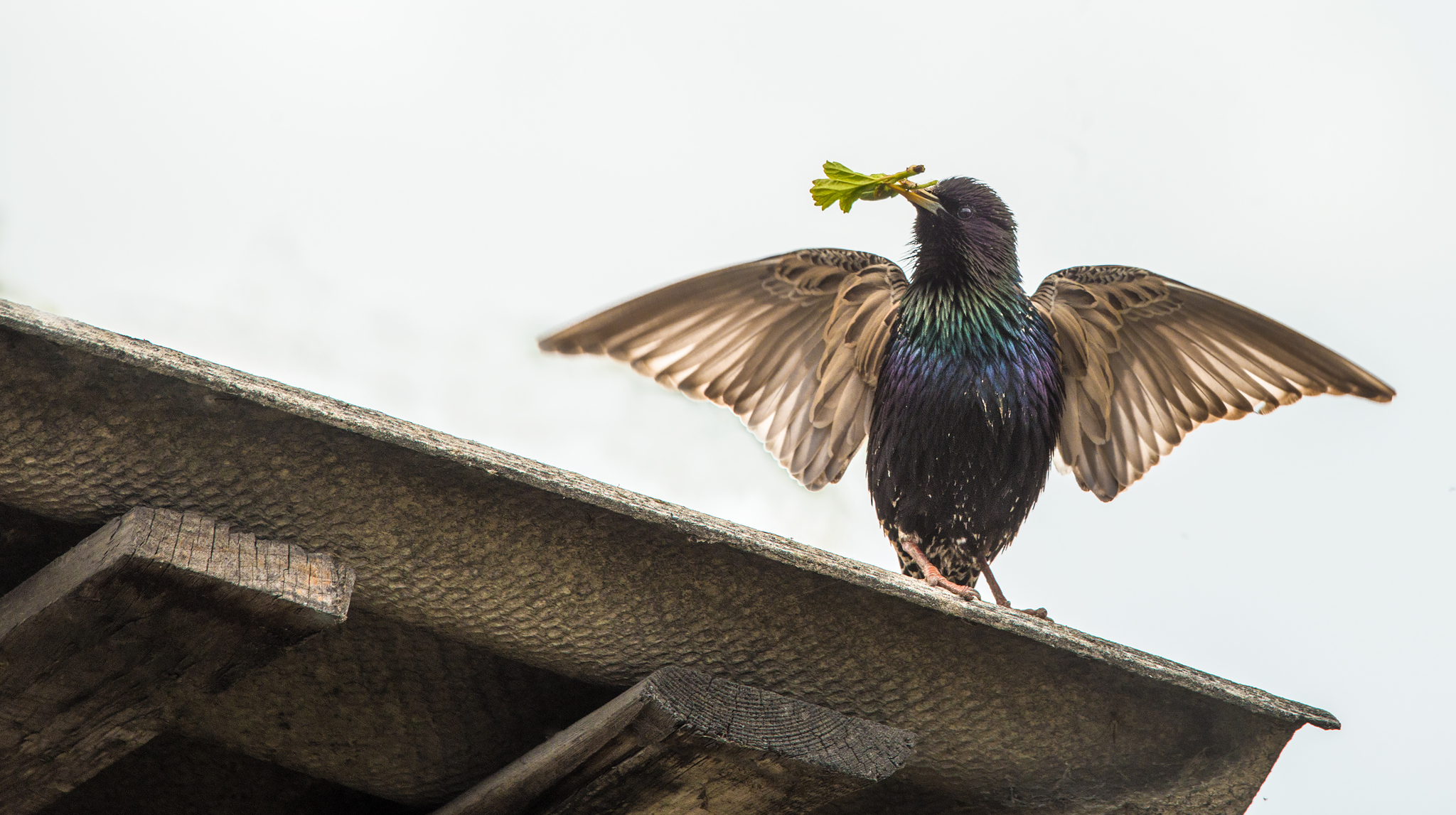 Opening of the construction season - My, Starling, Spring, Birds, The photo, 