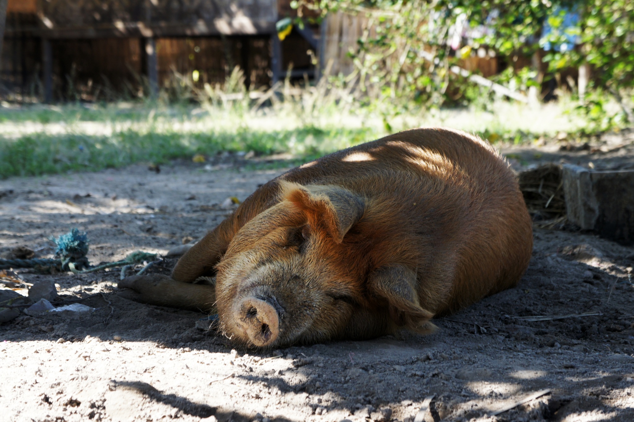 Pig - Pig, beauty, Fullness, Animals, Pets, 