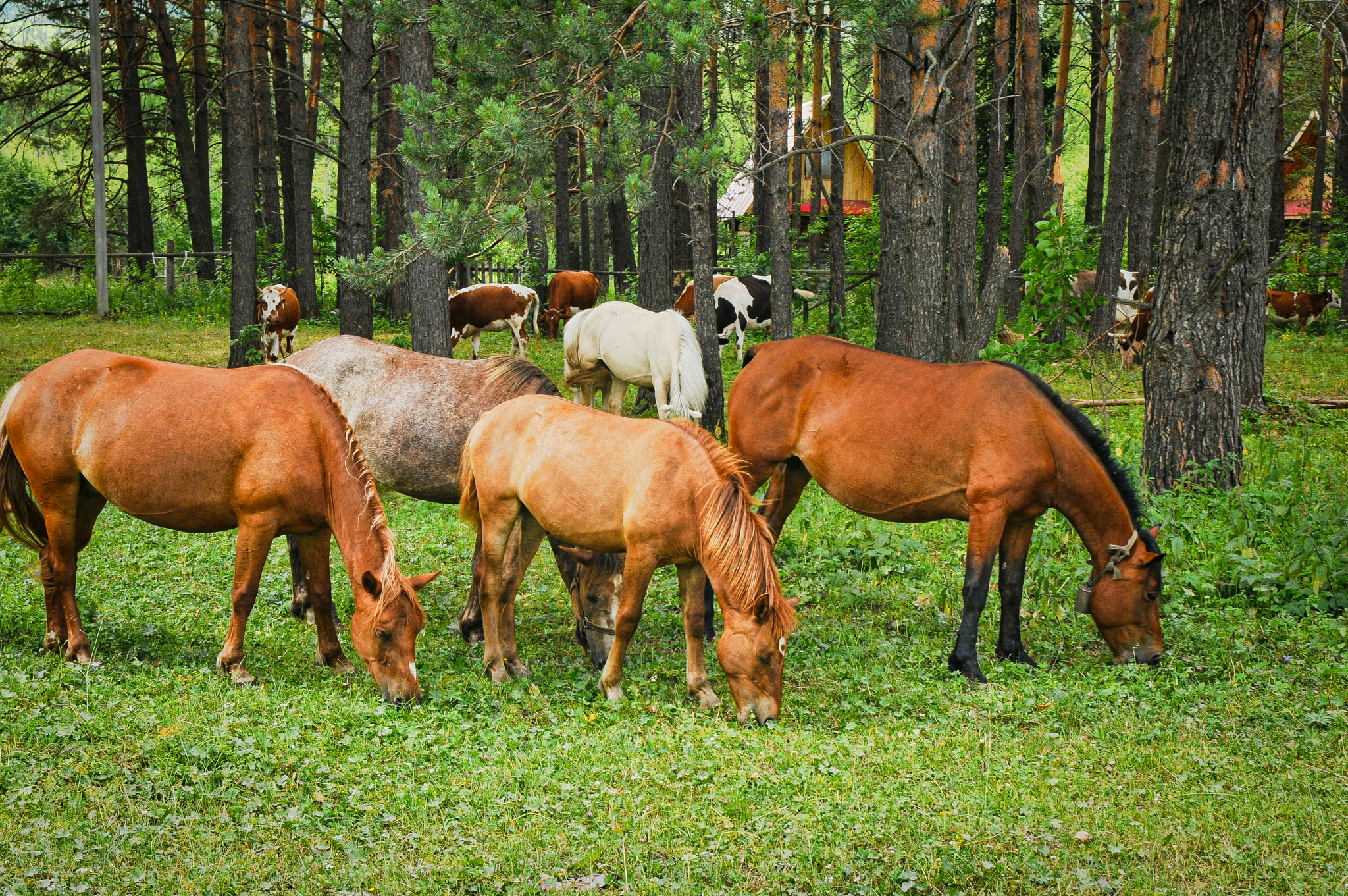 Once in Bashkiria - My, Longpost, The photo, Bashkortostan, The nature of Russia, beauty of nature, 