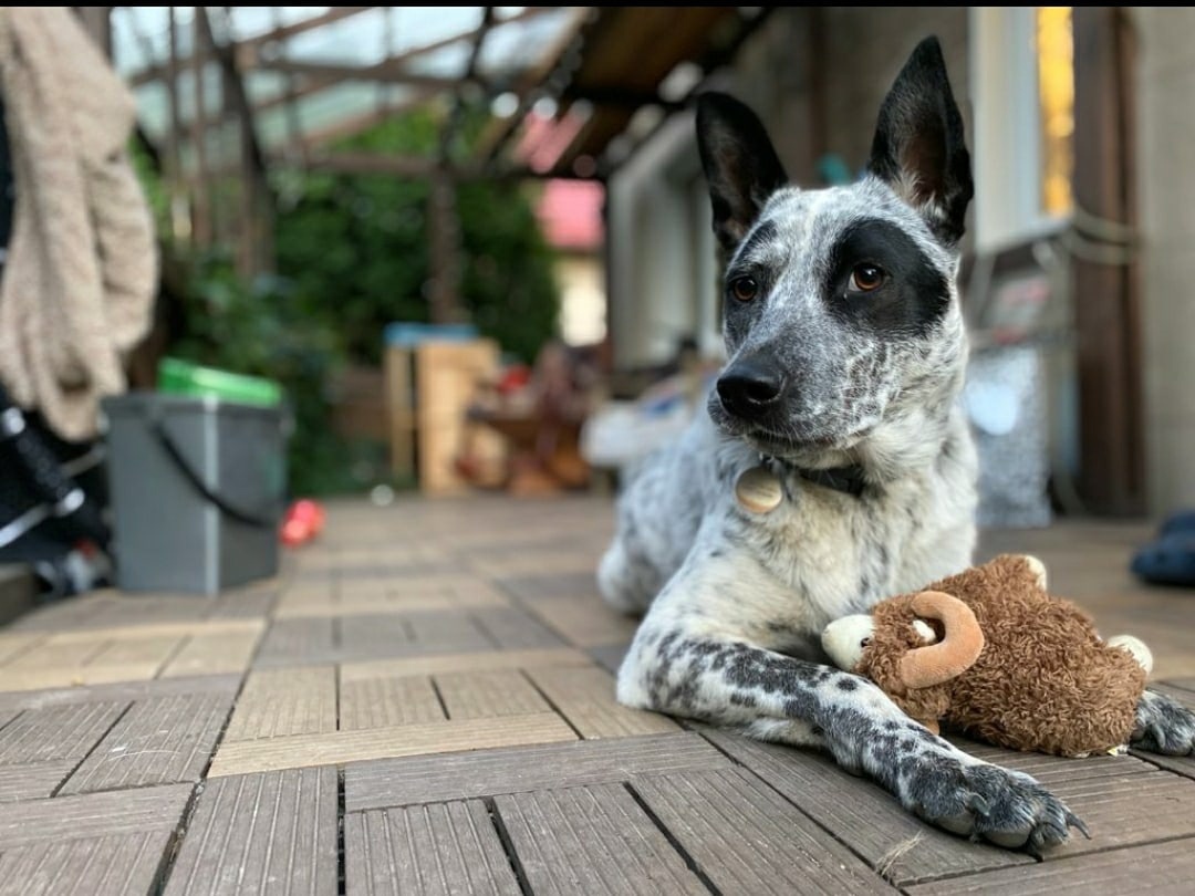 A dog, an Australian healer's mestizos, is very much needed. The dog in November 2020, the former owner took to the fields and removed the collar. St. Petersburg and Leningrad Region - My, In good hands, Leningrad region, Pets, No rating, Saint Petersburg, Reply to post, Longpost, Dog, The strength of the Peekaboo, Helping animals, Animal Rescue, 