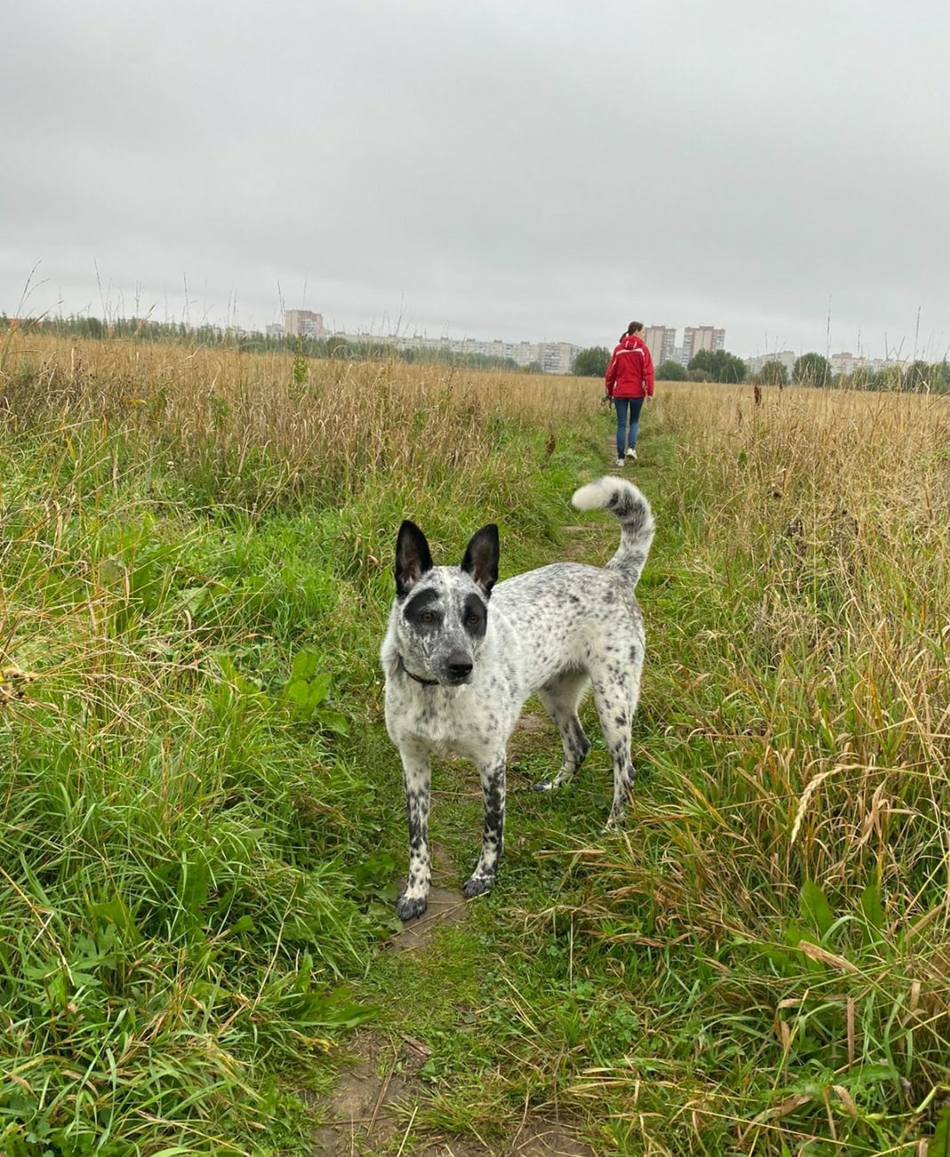 A dog, an Australian healer's mestizos, is very much needed. The dog in November 2020, the former owner took to the fields and removed the collar. St. Petersburg and Leningrad Region - My, In good hands, Leningrad region, Pets, No rating, Saint Petersburg, Reply to post, Longpost, Dog, The strength of the Peekaboo, Helping animals, Animal Rescue, 