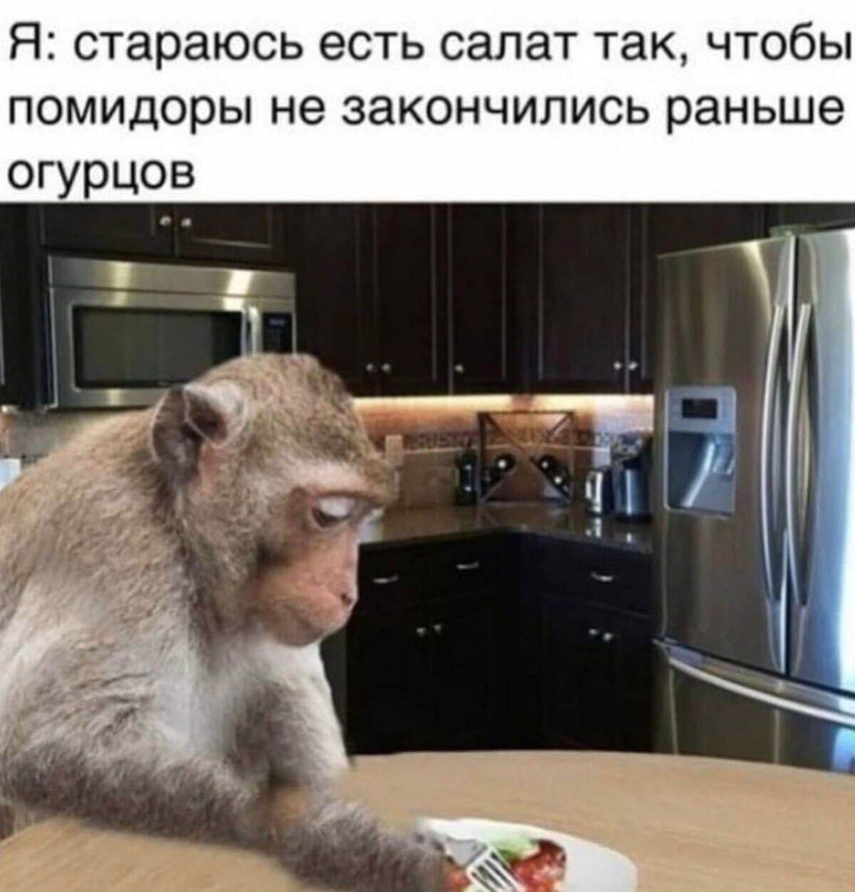 I eat salad - Picture with text, Memes, Humor, Monkey, 