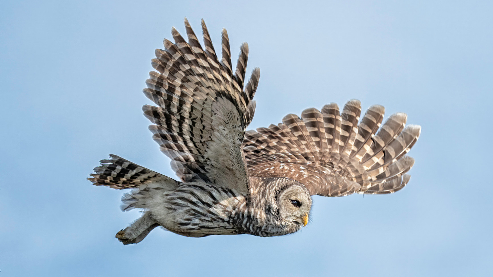 In China, discovered the skeleton of the first day owl - Owl, Miocene, Paleontology, Chinese scholars, Find, Skeleton, Fossils, China, Evolutionary biology, Birds, Predator birds, Extinct species, Evolution, Opening, Bird watchers, Longpost, 