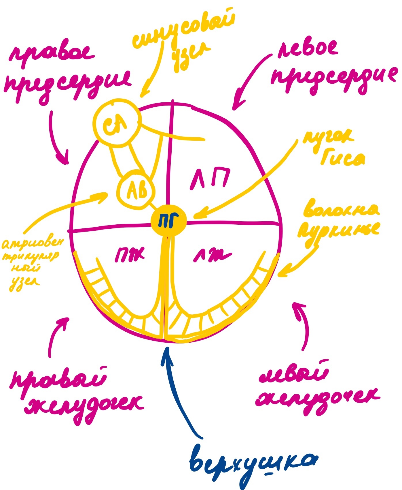 Why does the heart contract and what does the ECG have to do with it - My, Physiology, Heart, Fitness, Workout, Тренер, Longpost, 