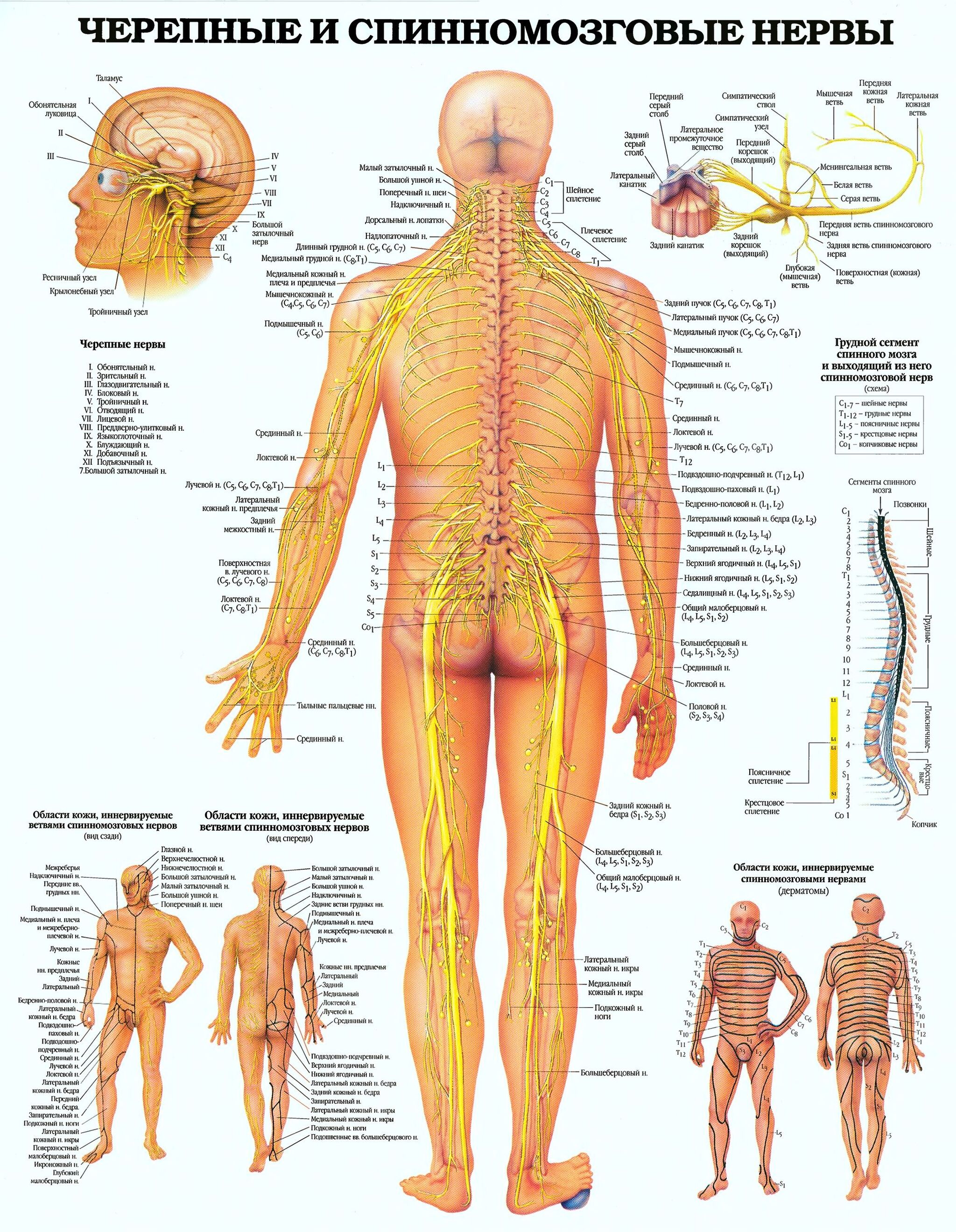 The body speaks to us. Spine.  Bearing.  Spinal cord. (from the series Healthy Delirium) - My, Spine, Posture, Scoliosis, Diagnostics, Health, Longpost, 