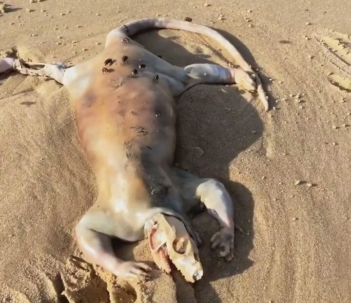 Long tail, human hands: an Australian found the body of a mysterious creature on the ocean shore - Australia, Beach, Find, Wild animals, Interesting, Video, Vertical video, Longpost, 