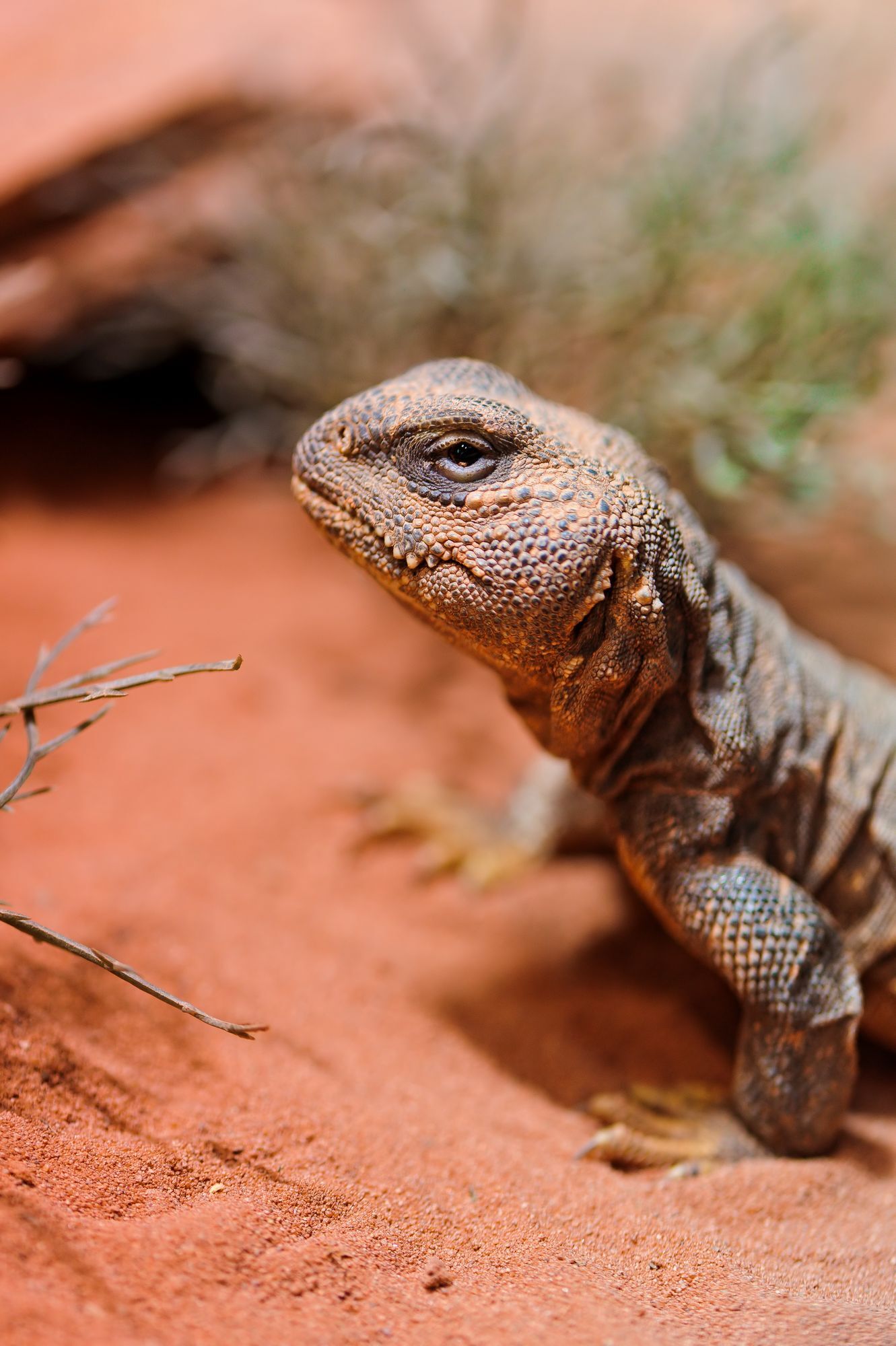 Lizards - Lizard, Reptiles, Wild animals, Zoo, The photo, Longpost, 