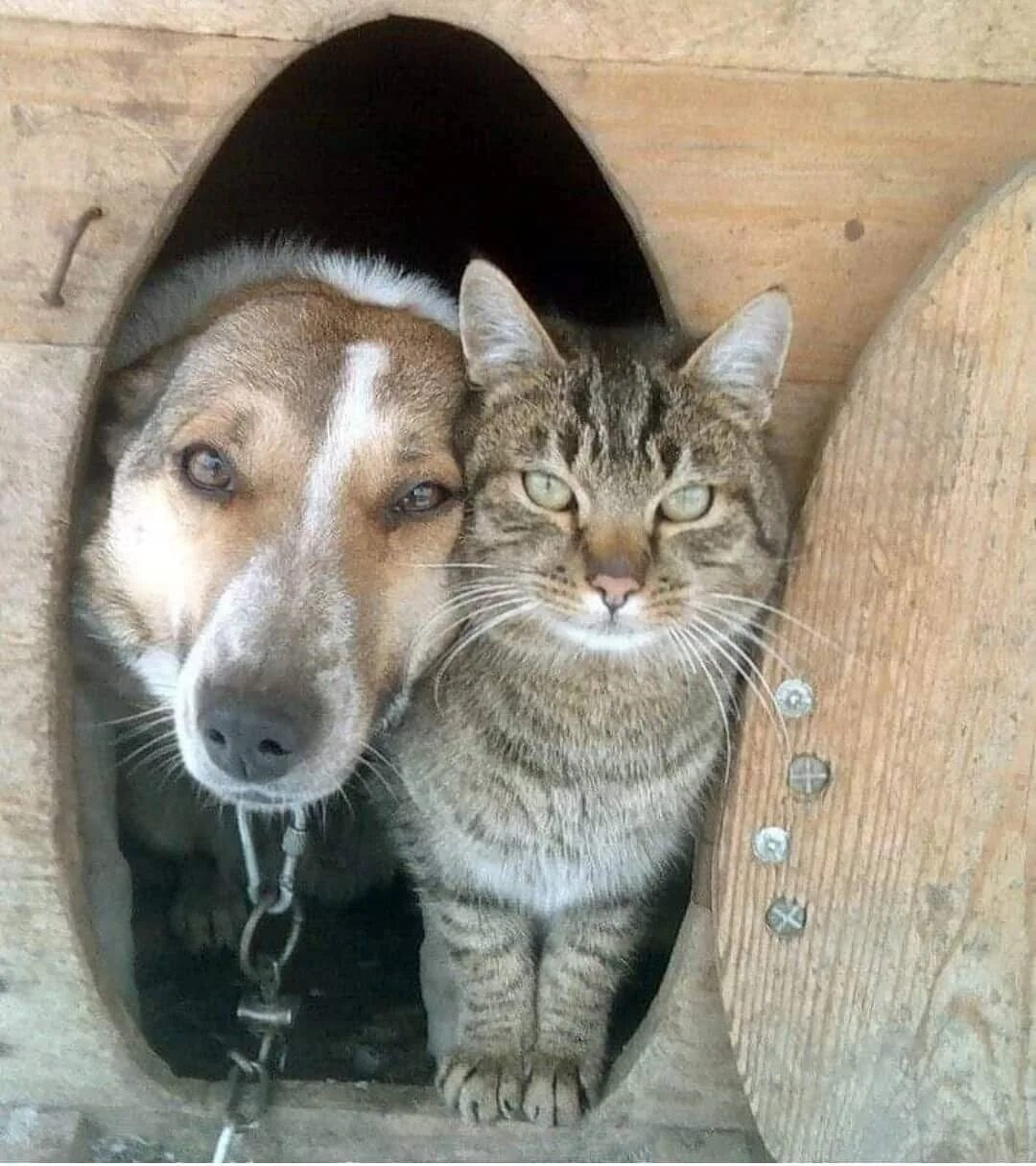 Собаки кореша. Кошки и собаки. Дружба кота и собаки. Собака с кошкой дружат. Кошка и собака друзья.