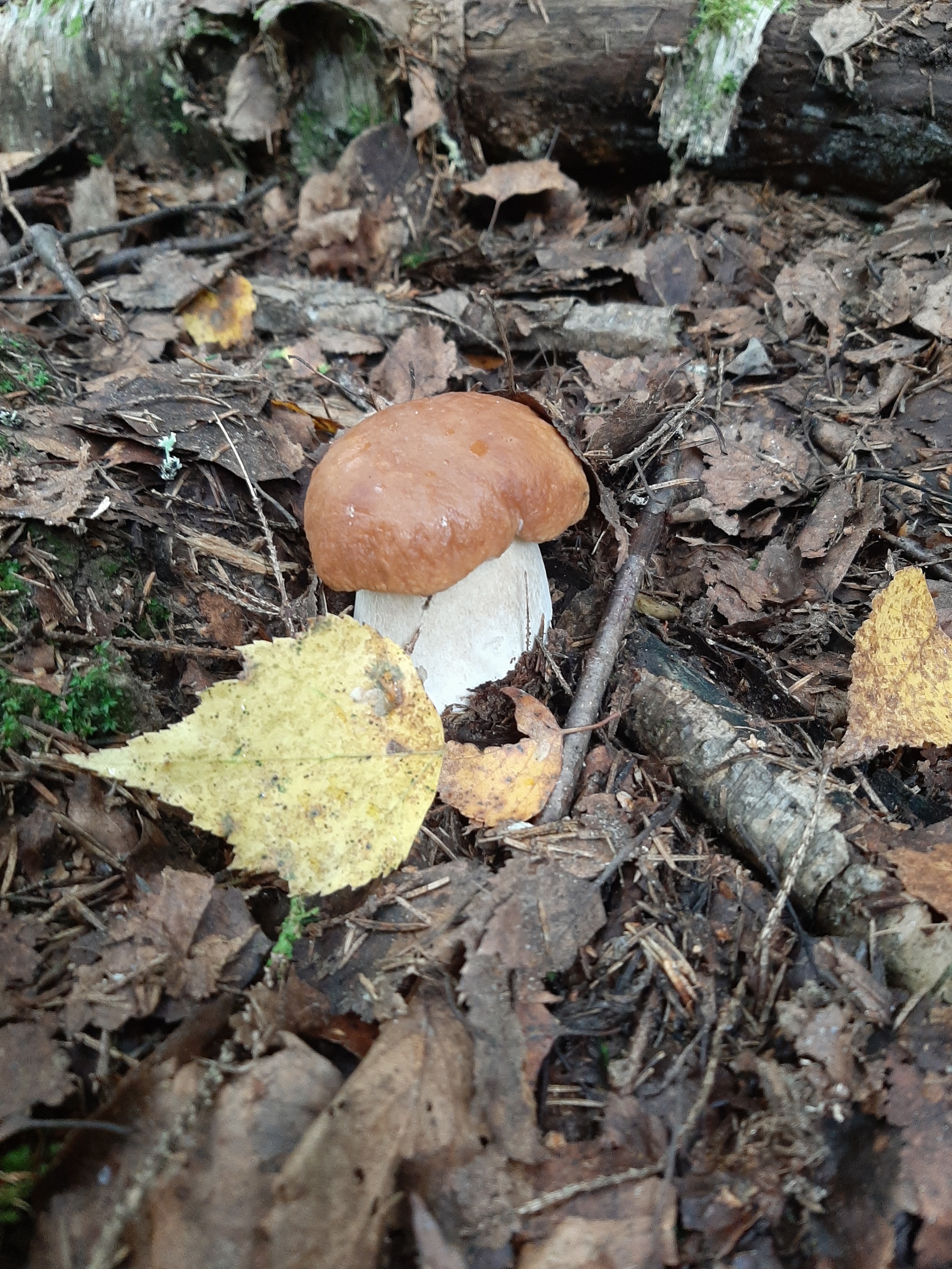 About mushrooms - My, Mushrooms, Forest, Nature, Longpost, 