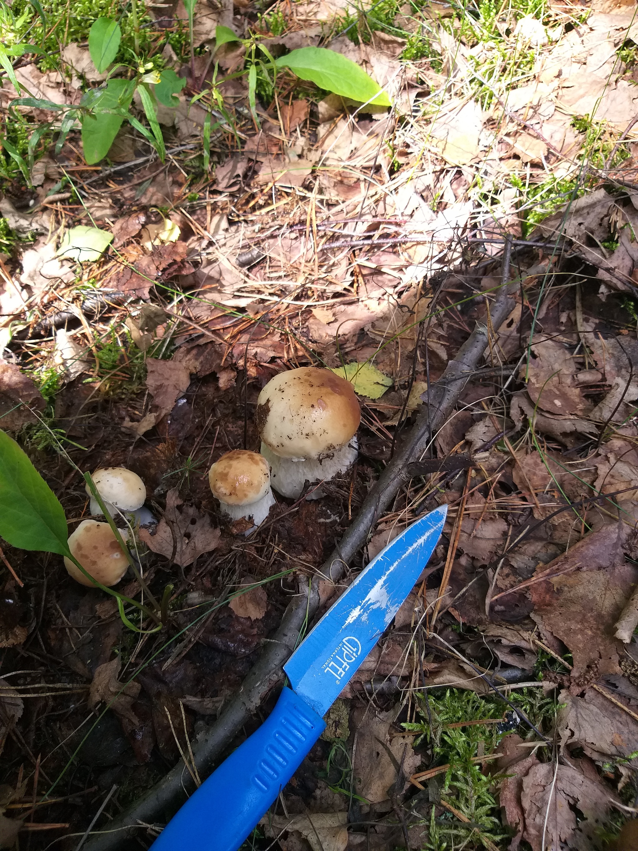 About mushrooms - My, Mushrooms, Forest, Nature, Longpost, 