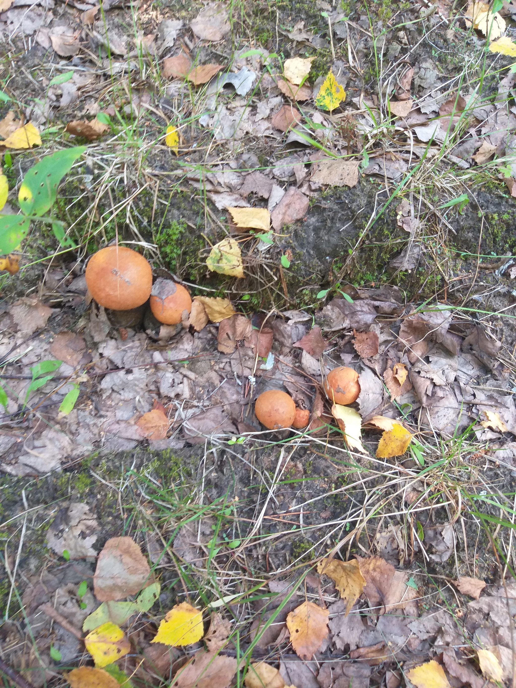 About mushrooms - My, Mushrooms, Forest, Nature, Longpost, 