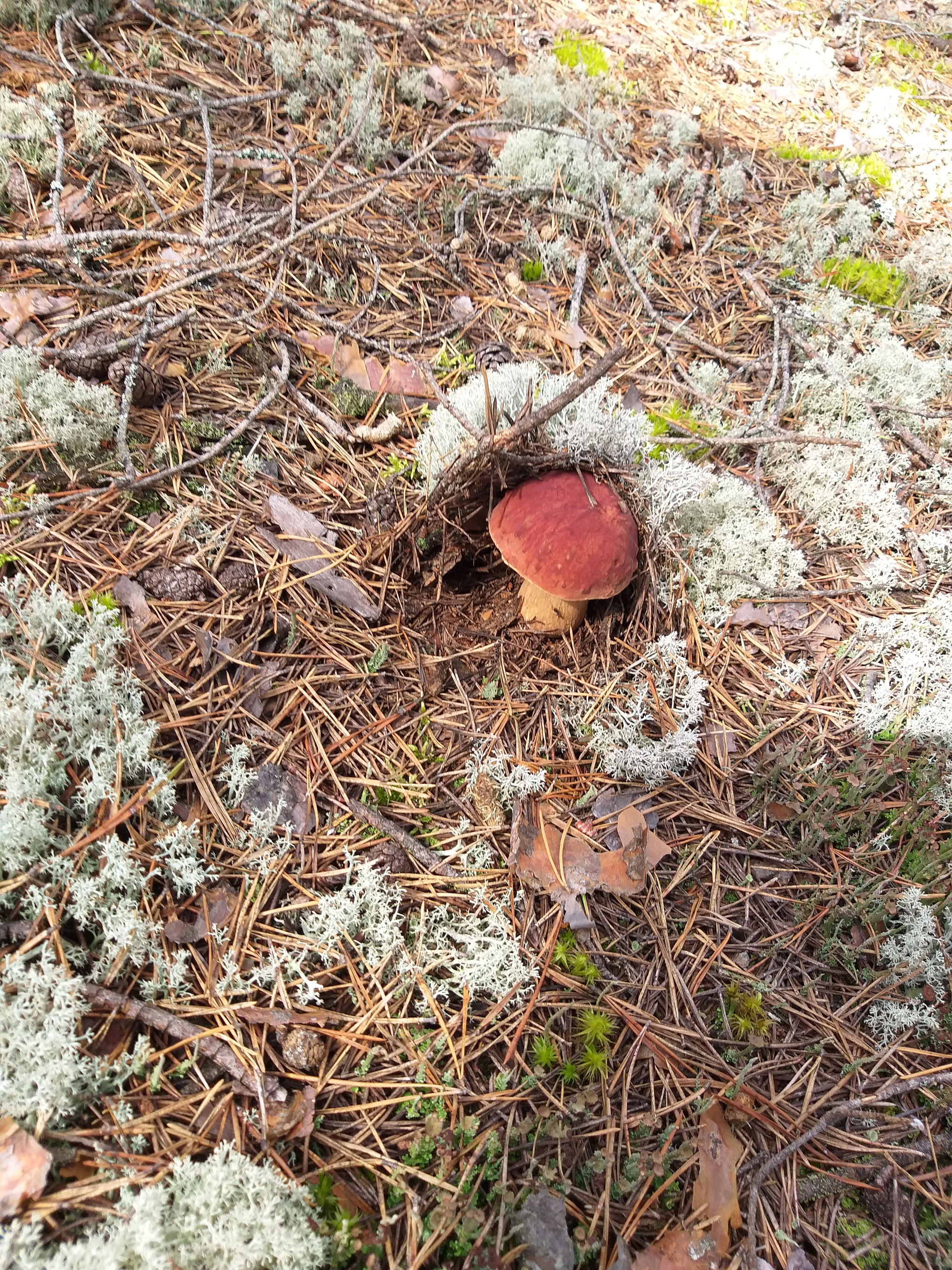 About mushrooms - My, Mushrooms, Forest, Nature, Longpost, 