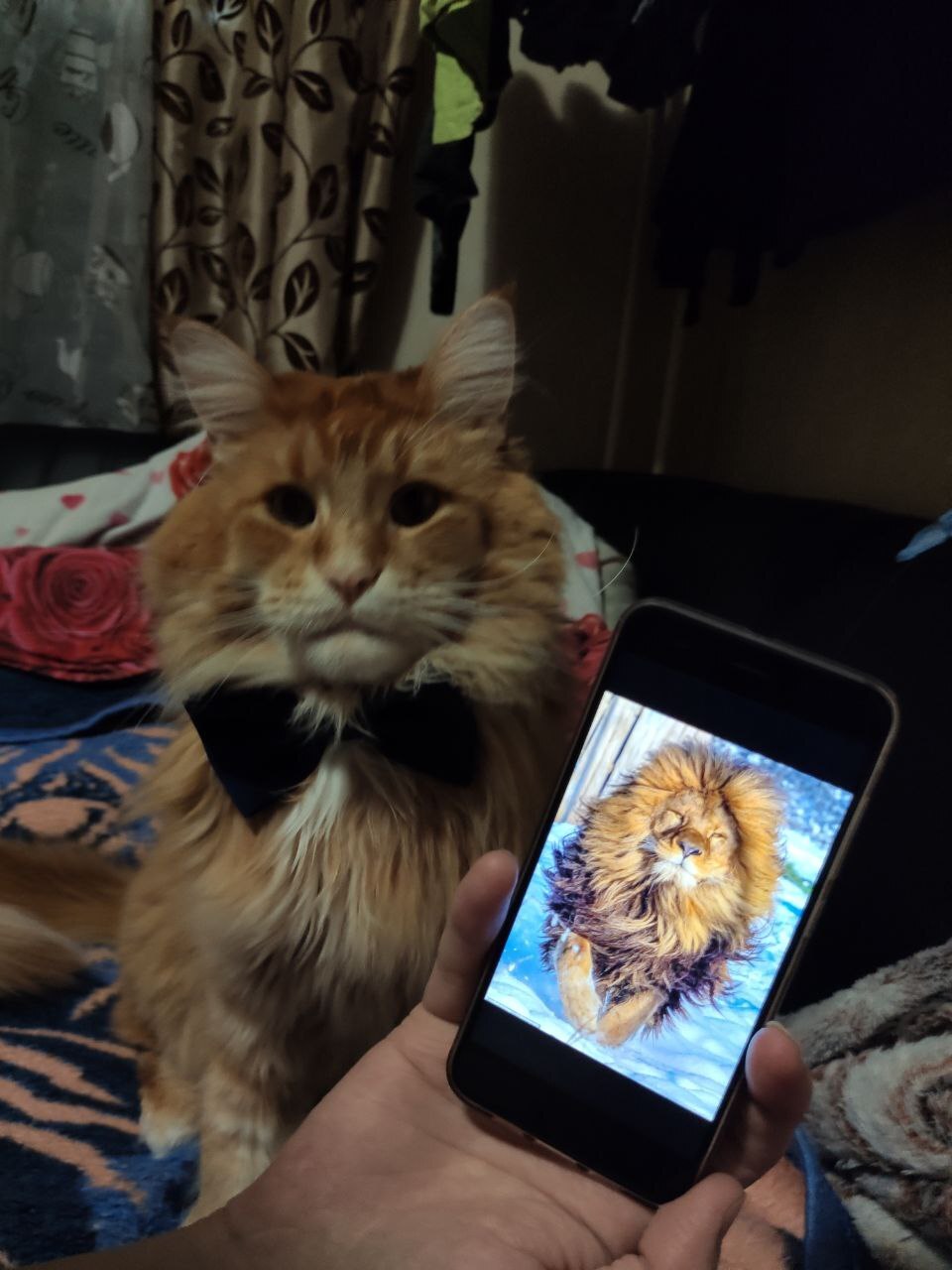 Photos in social networks and in real life - My, Maine Coon, cat, a lion, 