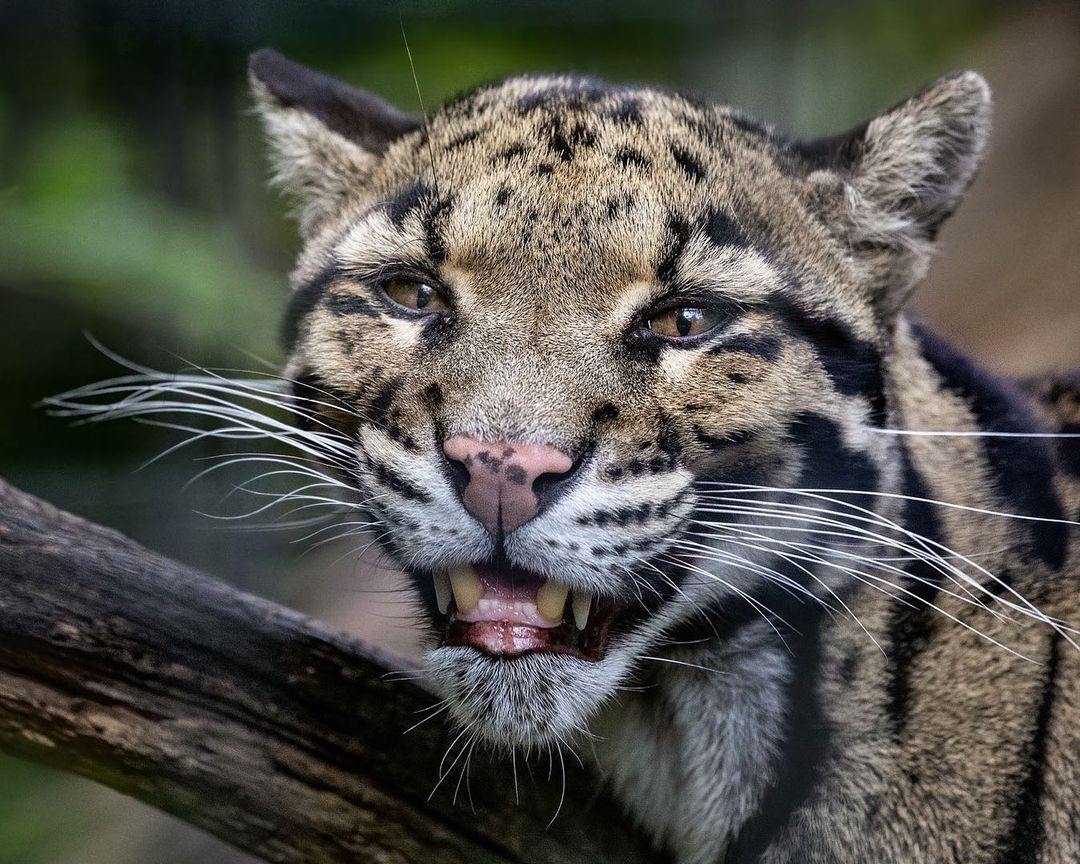 Share your smile - Clouded leopard, Rare view, Big cats, Cat family, Predatory animals, Wild animals, Zoo, The photo, 