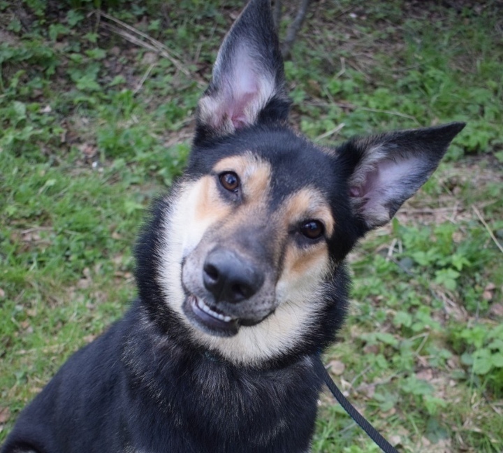 How do you explain to a dog that not all people are bastards? For a year and a half, they lived with her soul to soul - and then they threw her out the door ... - My, Moscow, Moscow region, Подмосковье, Dog, Homeless animals, Helping animals, In good hands, Animal Rescue, No rating, Longpost, The strength of the Peekaboo, Balashikha, 