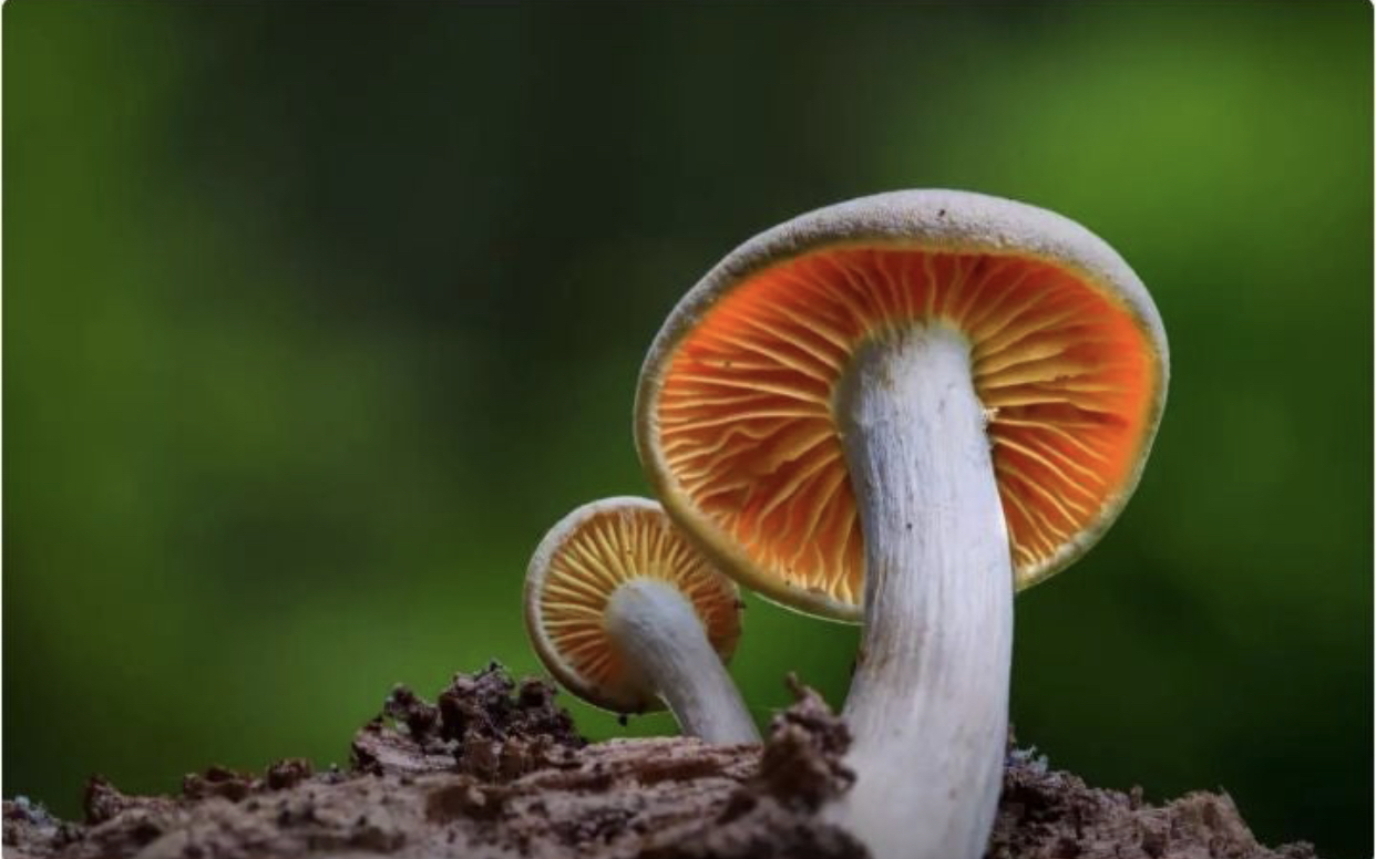 Talking to mushrooms - Mushrooms, news, The science, Scientists, 