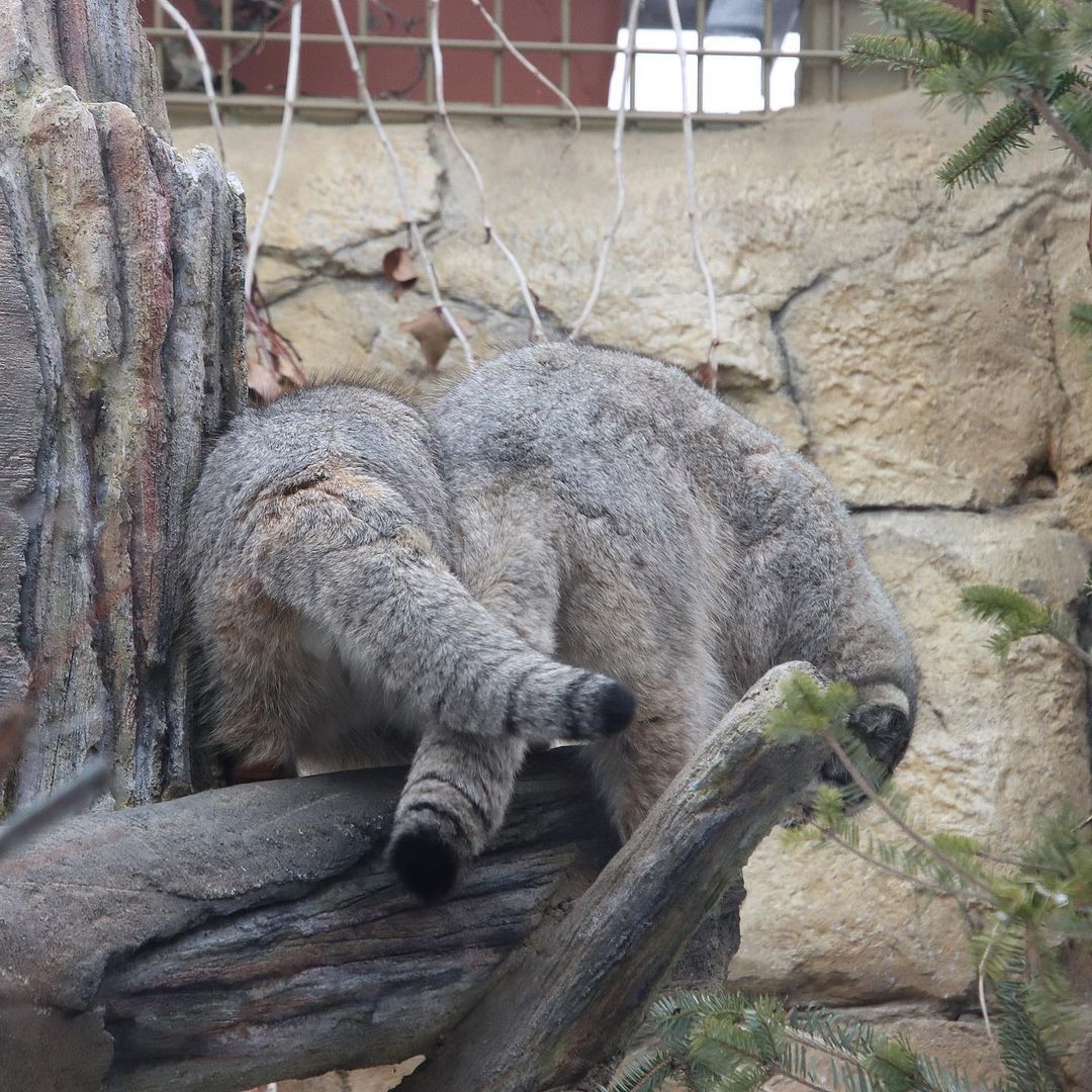 Common manulae. Rear view - Pallas' cat, Small cats, Cat family, Fluffy, Pet the cat, Predatory animals, Wild animals, Japan, Zoo, Rare view, Red Book, Positive, Honshu, 