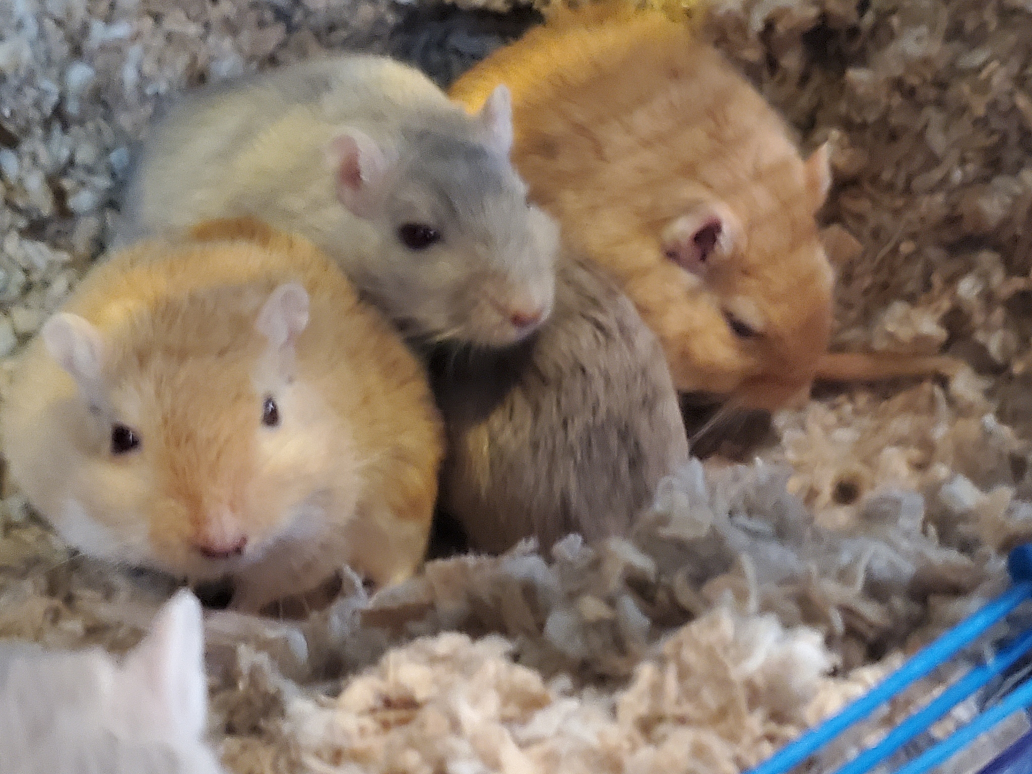 A bunch of scribblers - My, Gerbil, Rat, Rat Chronicles, Rat dumbo, , Animals, The photo