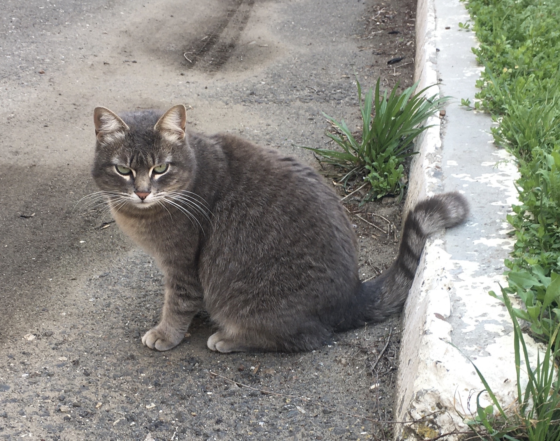 Fluffy Colleague - My, cat, Fluffy, 