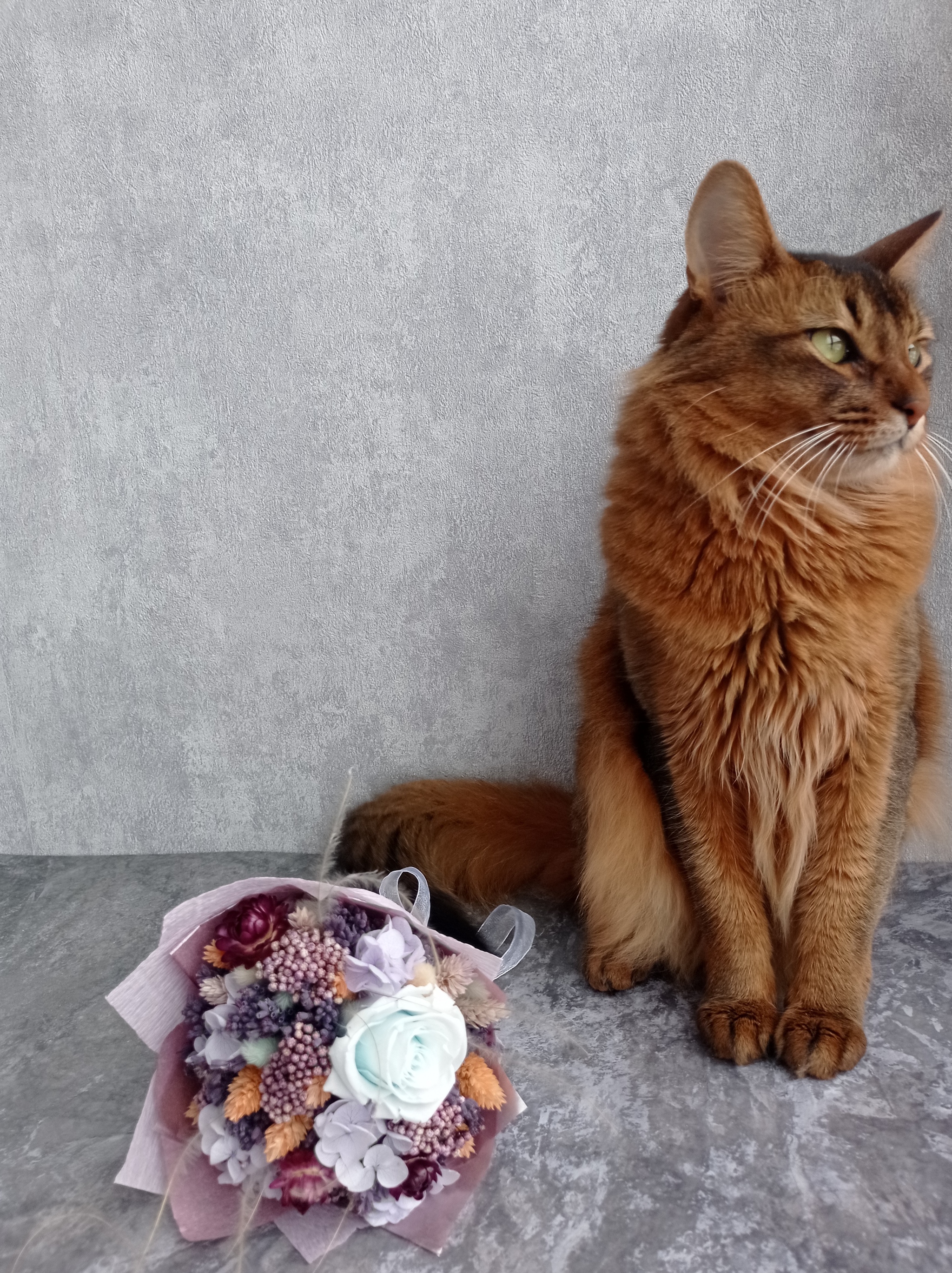 My dried flower hobby - cat, Hobby, Dried flowers, Handmade, Friday tag is mine, Somalia, Somali cat, Longpost, Needlework without process