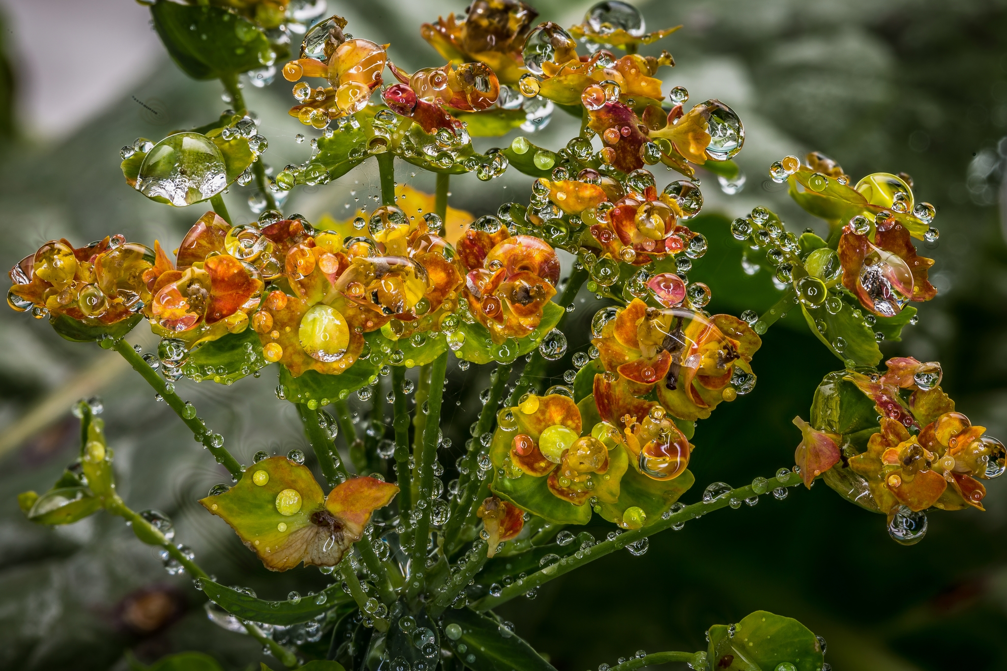 Dew drops - My, Macro photography, Canon, The photo, Dew, 